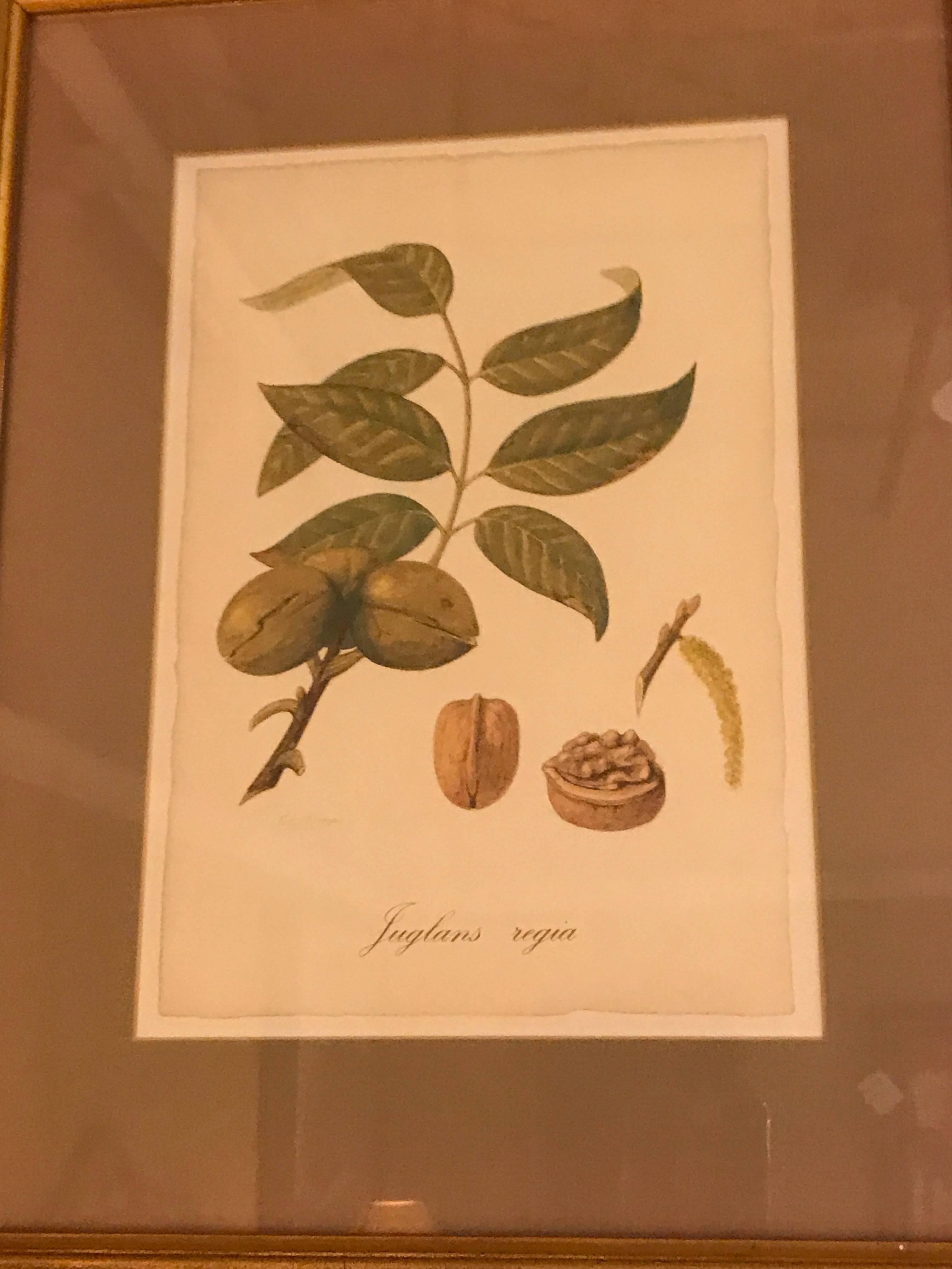 Set of Seven Botanical Prints of Fruit Signed Peter Drafet 1