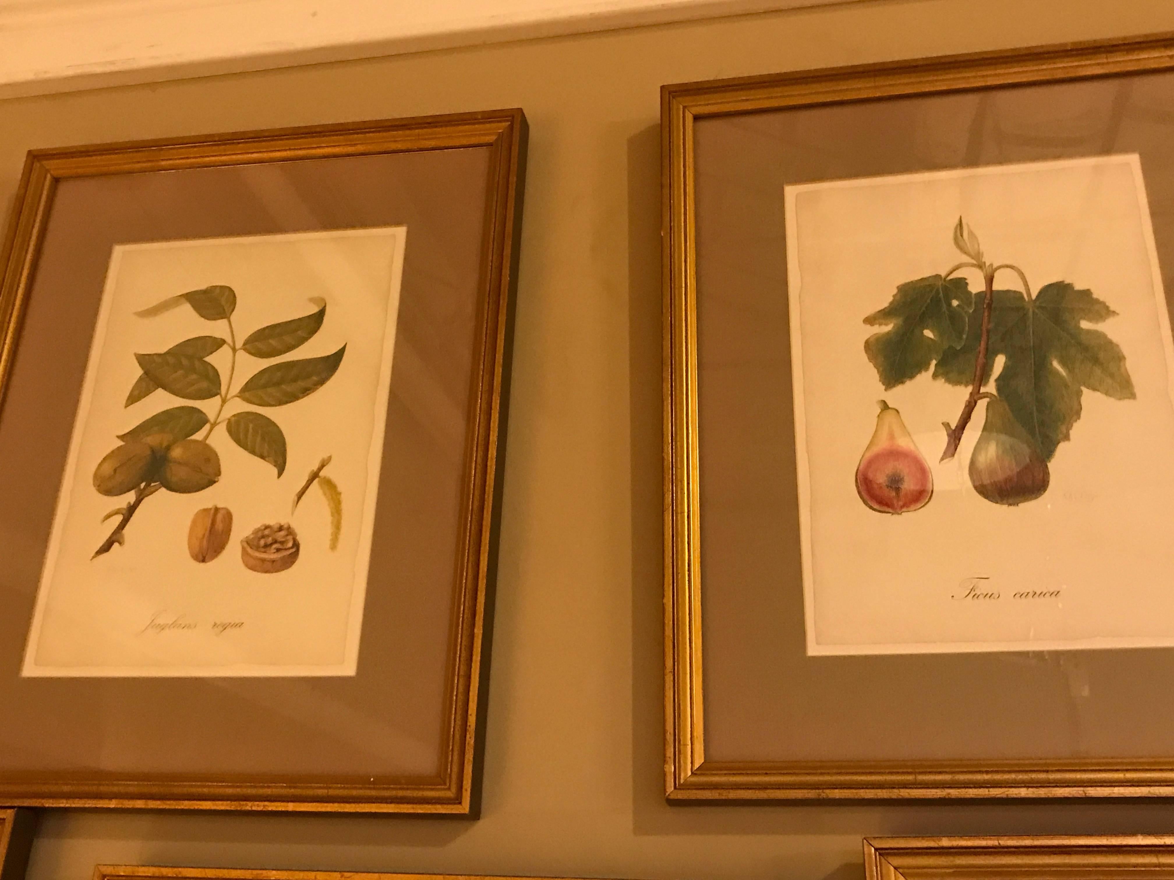Set of Seven Botanical Prints of Fruit Signed Peter Drafet 2