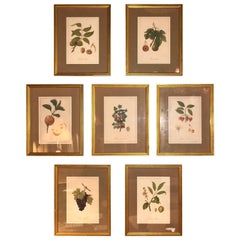 Set of Seven Botanical Prints of Fruit Signed Peter Drafet