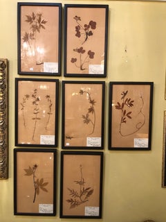 Set of Seven Framed Under Glass Botanicals