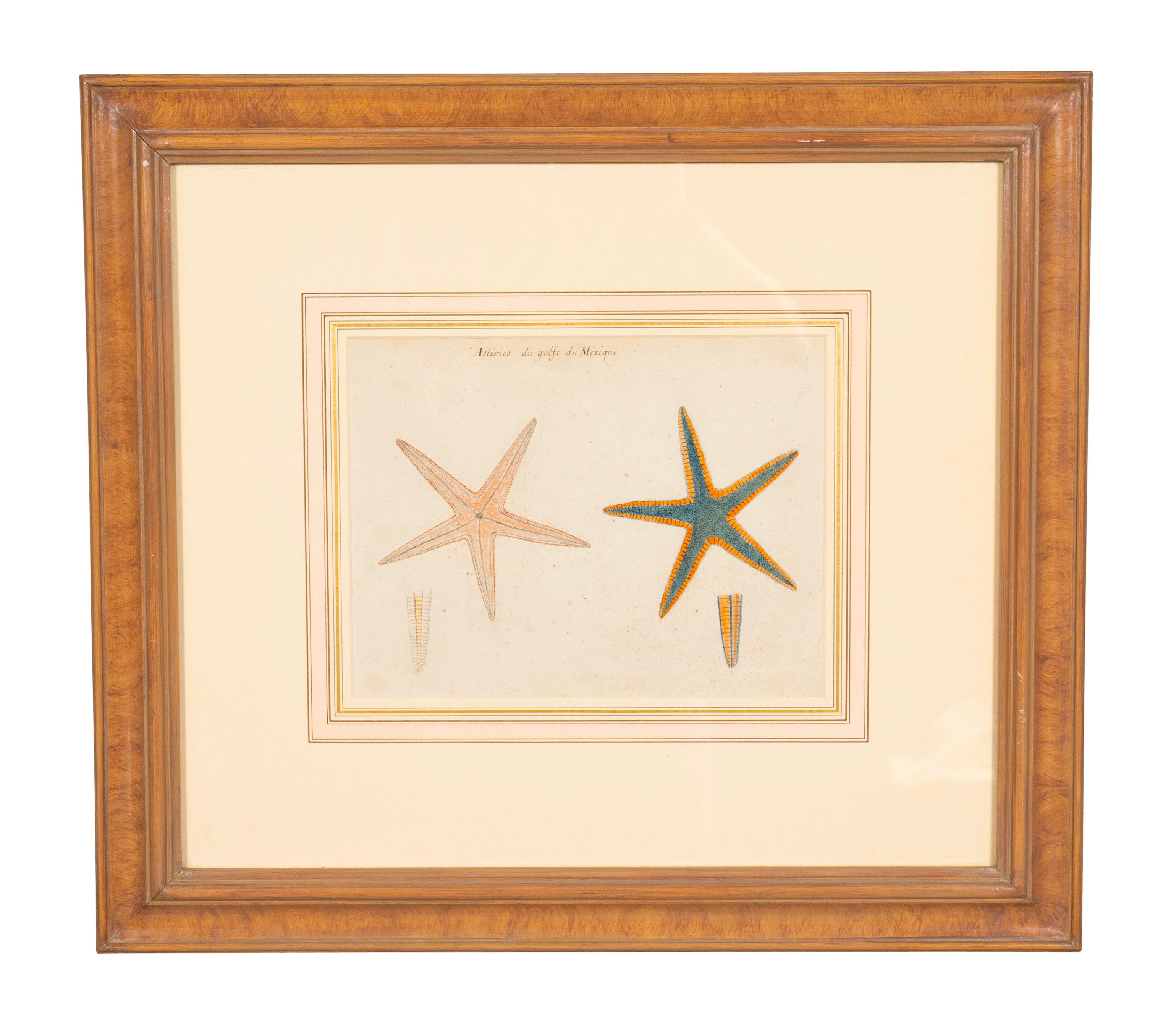 Each framed and featuring mollusks, frogs , starfish , jellyfish. From W.Graham Arader 3rd. Walnut frames.
