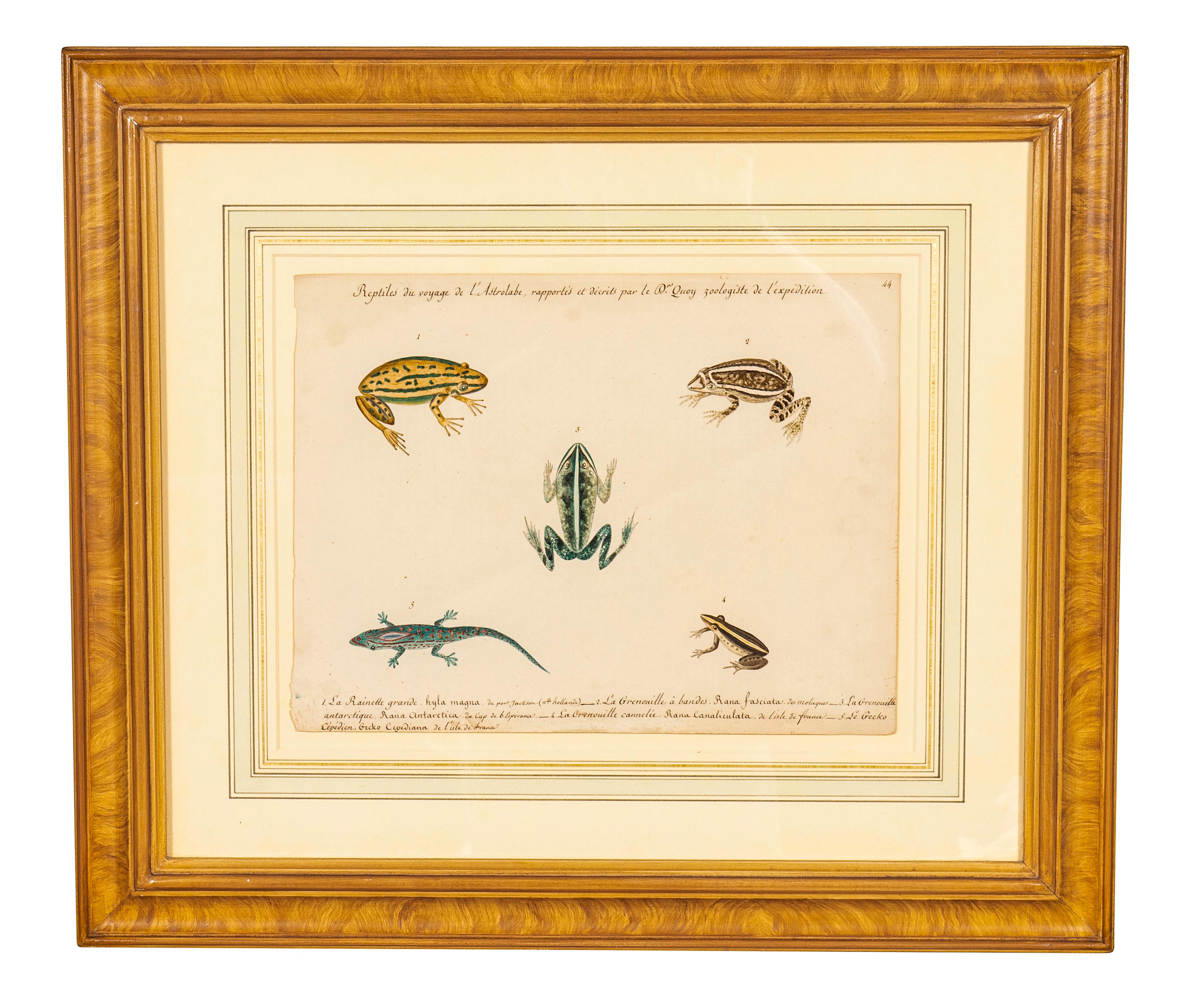 Set Of Seven French Watercolors Of Sea Creatures In Good Condition For Sale In Essex, MA