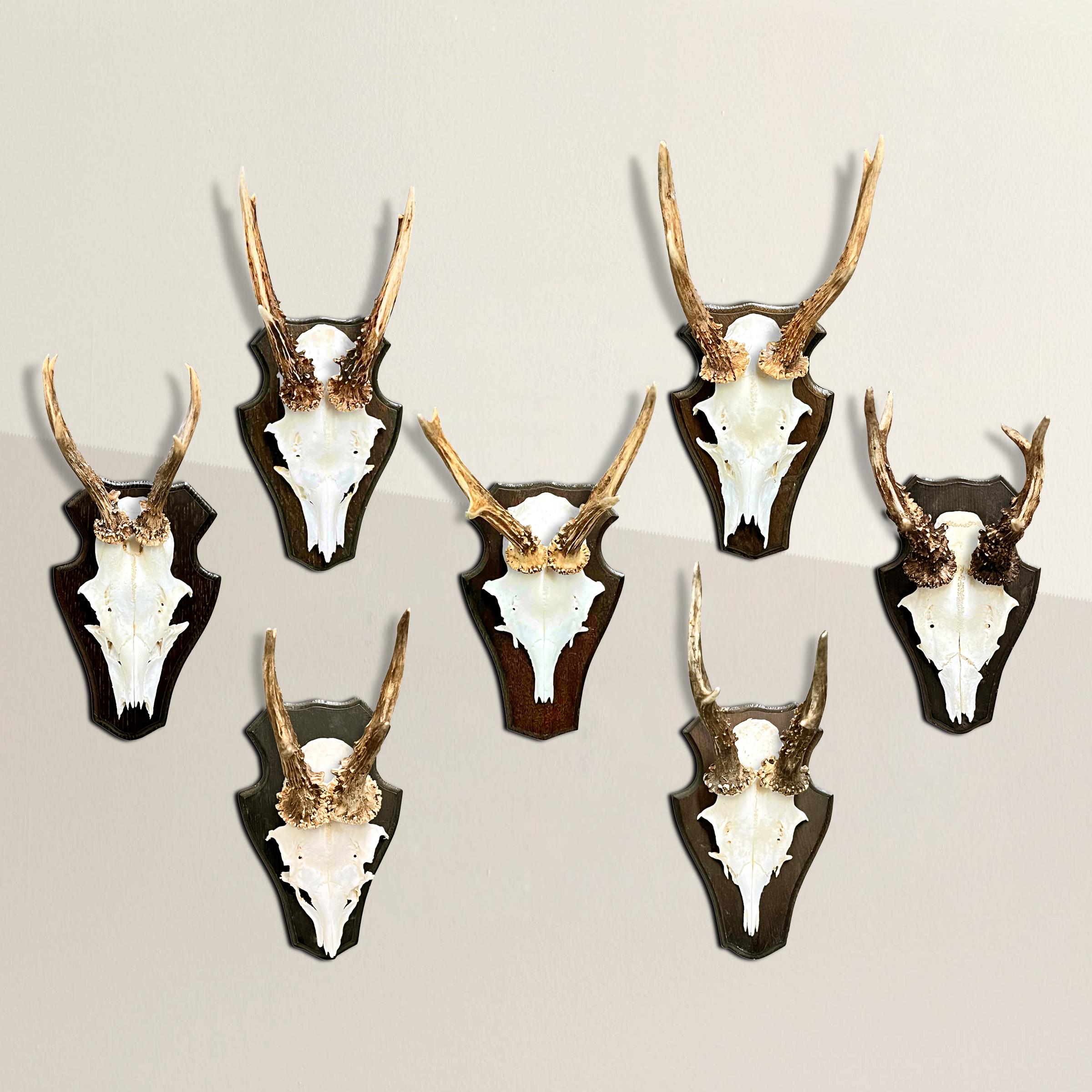 Plongez dans l'histoire royale de la chasse avec cette extraordinaire collection de sept trophées de chevreuil provenant d'un vénérable pavillon de chasse de la Forêt-Noire, en Allemagne. Chaque monture témoigne d'une époque révolue où le privilège