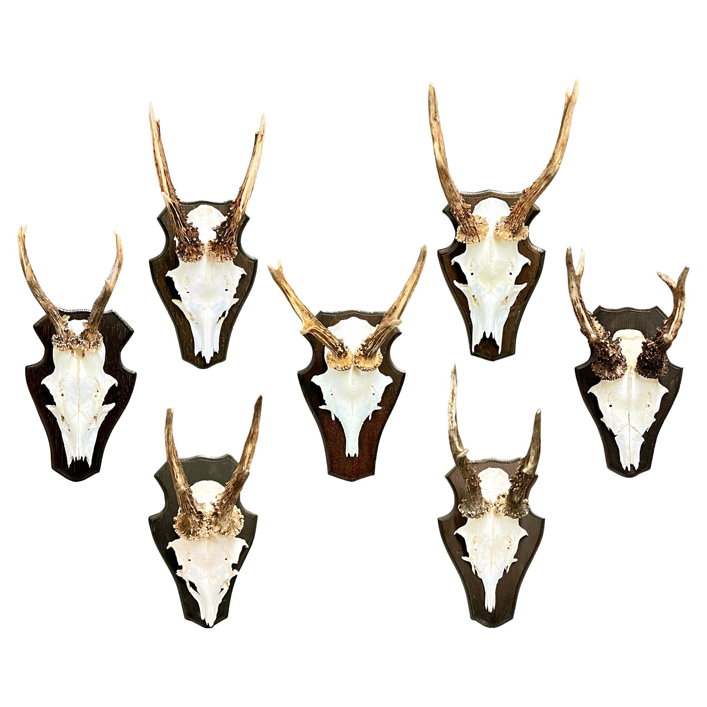 Set of Seven Mounted German Roe Deer Trophies