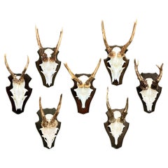 Set of Seven Mounted German Roe Deer Trophies