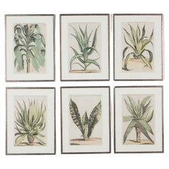 Ensemble de six gravures d'aloès du 17e siècle