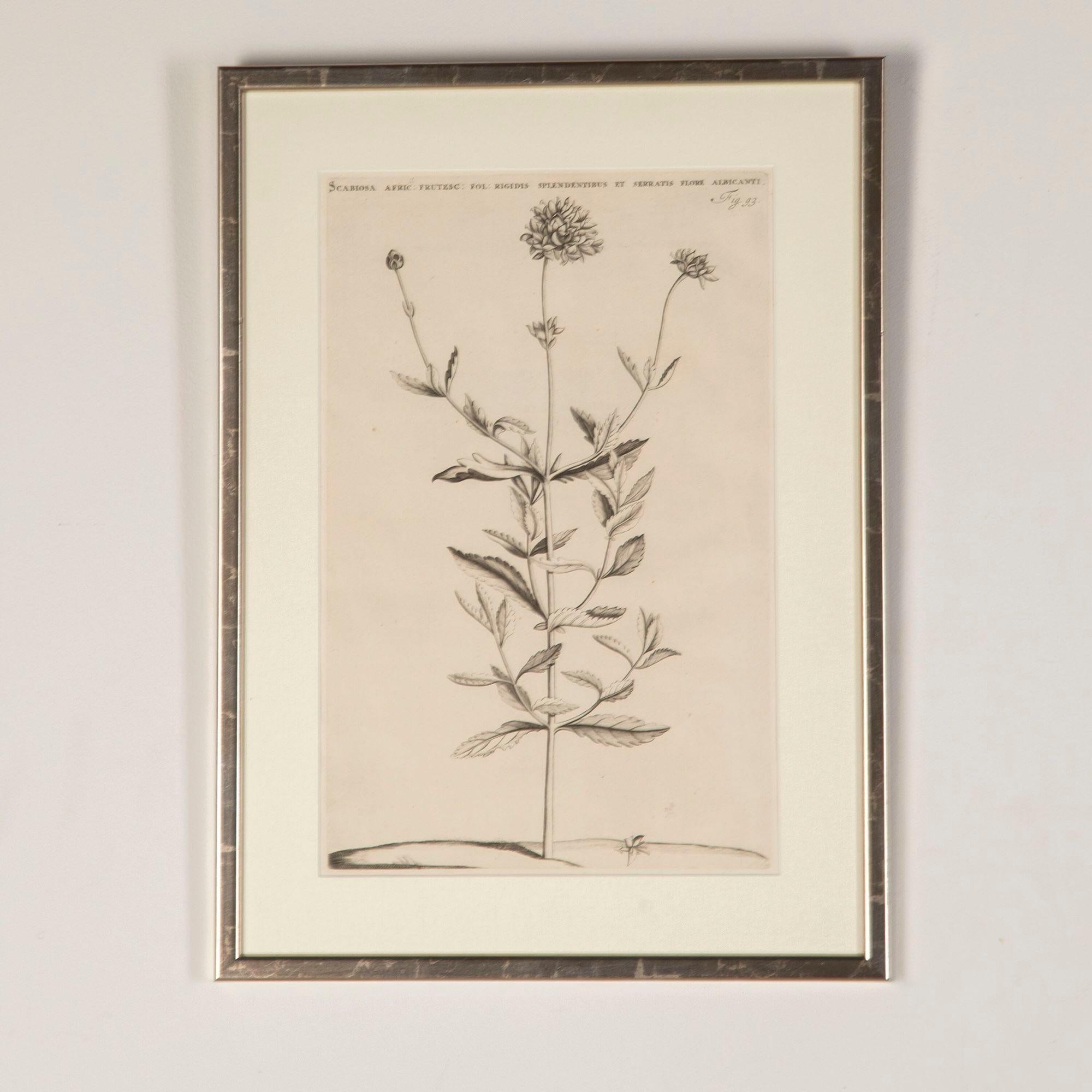 Bel ensemble de six gravures botaniques du 17e siècle par Jan et Caspar Commelin.
Présentées dans des cadres argentés avec des montures en toile de jute et du verre artistique AR70 pour une clarté optimale.
Jan Coloni (1629-1692) était le directeur