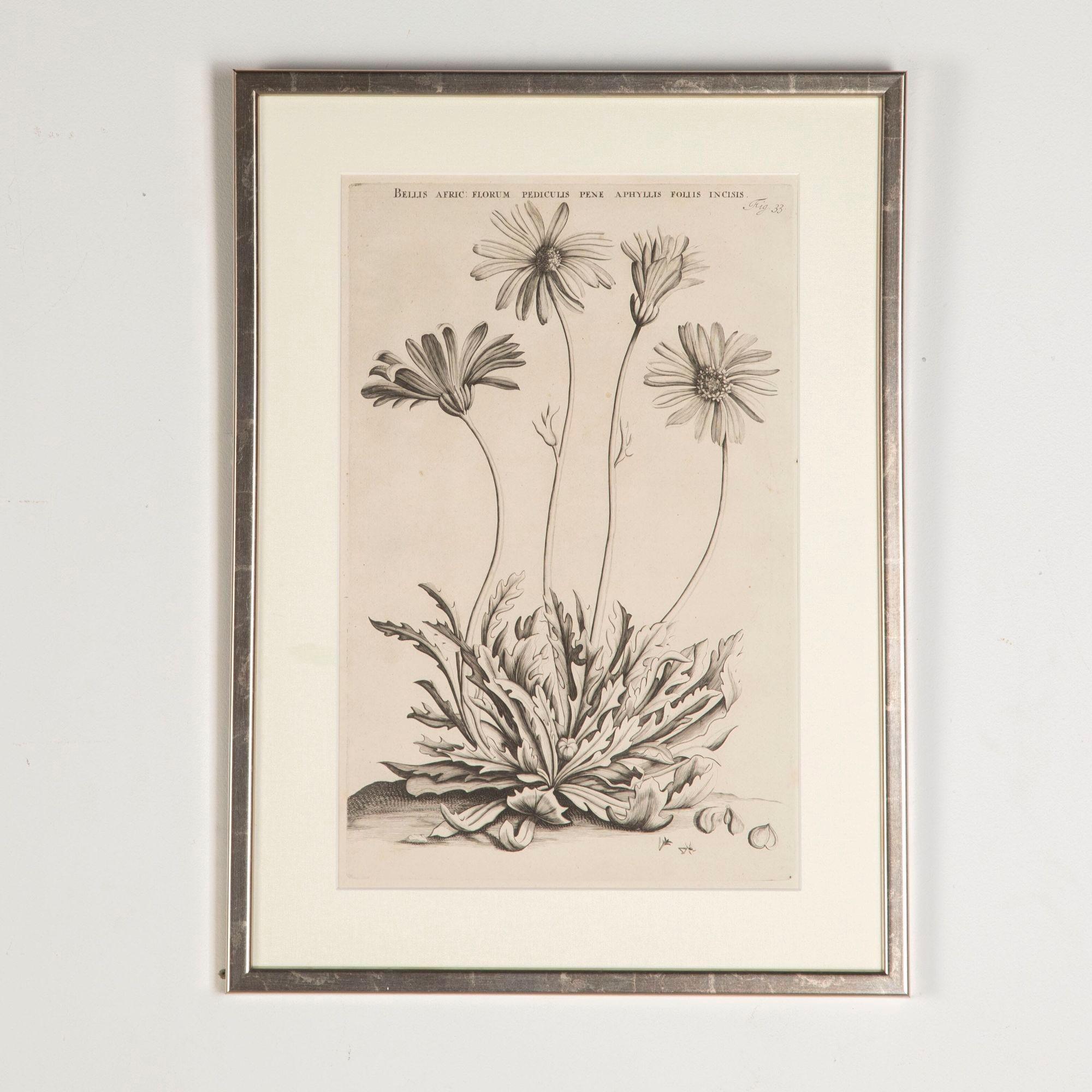 Néerlandais Ensemble de six gravures botaniques du 17e siècle par Jan et Caspar Commelin en vente