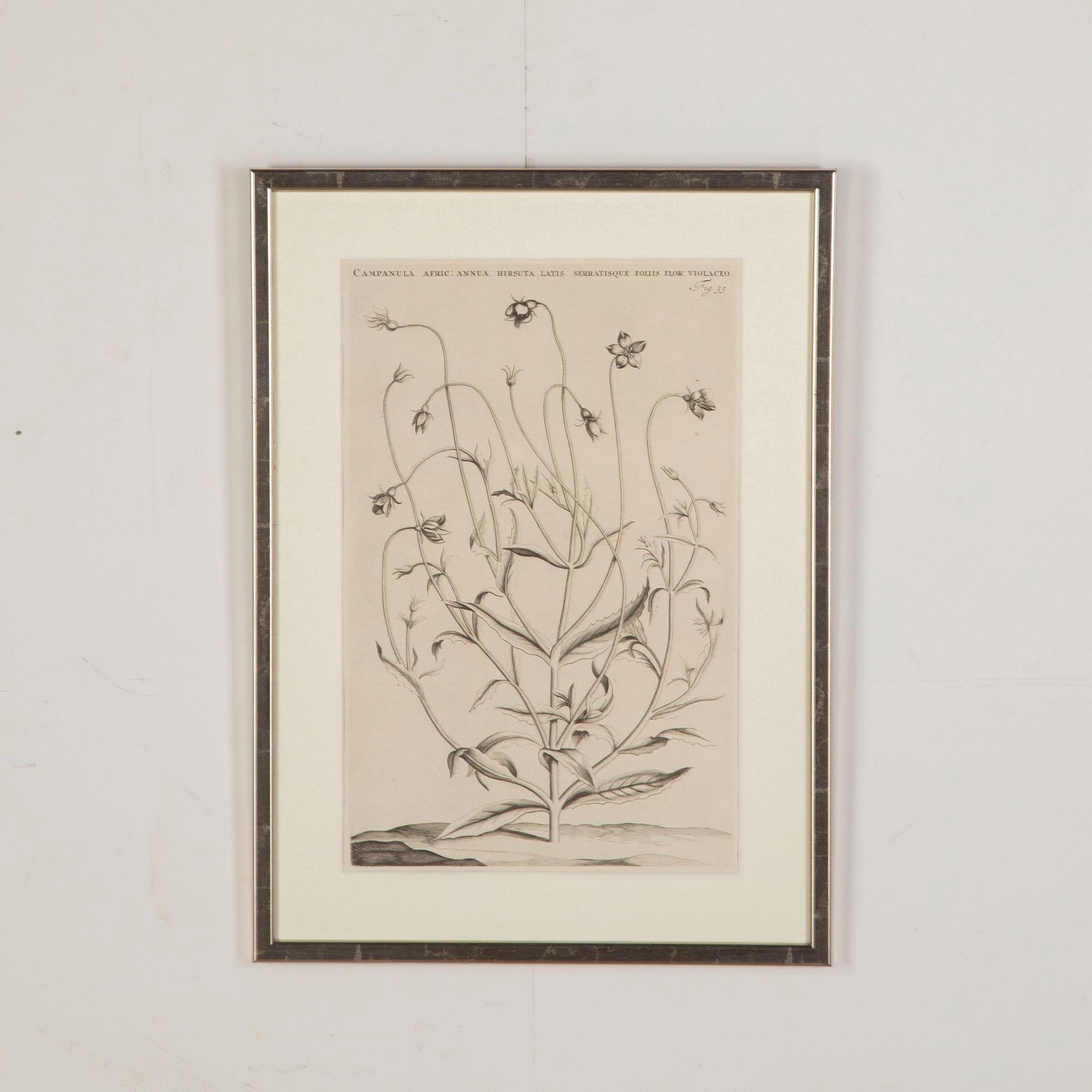 Ensemble de six gravures botaniques du 17e siècle par Jan et Caspar Commelin Bon état - En vente à Gloucestershire, GB