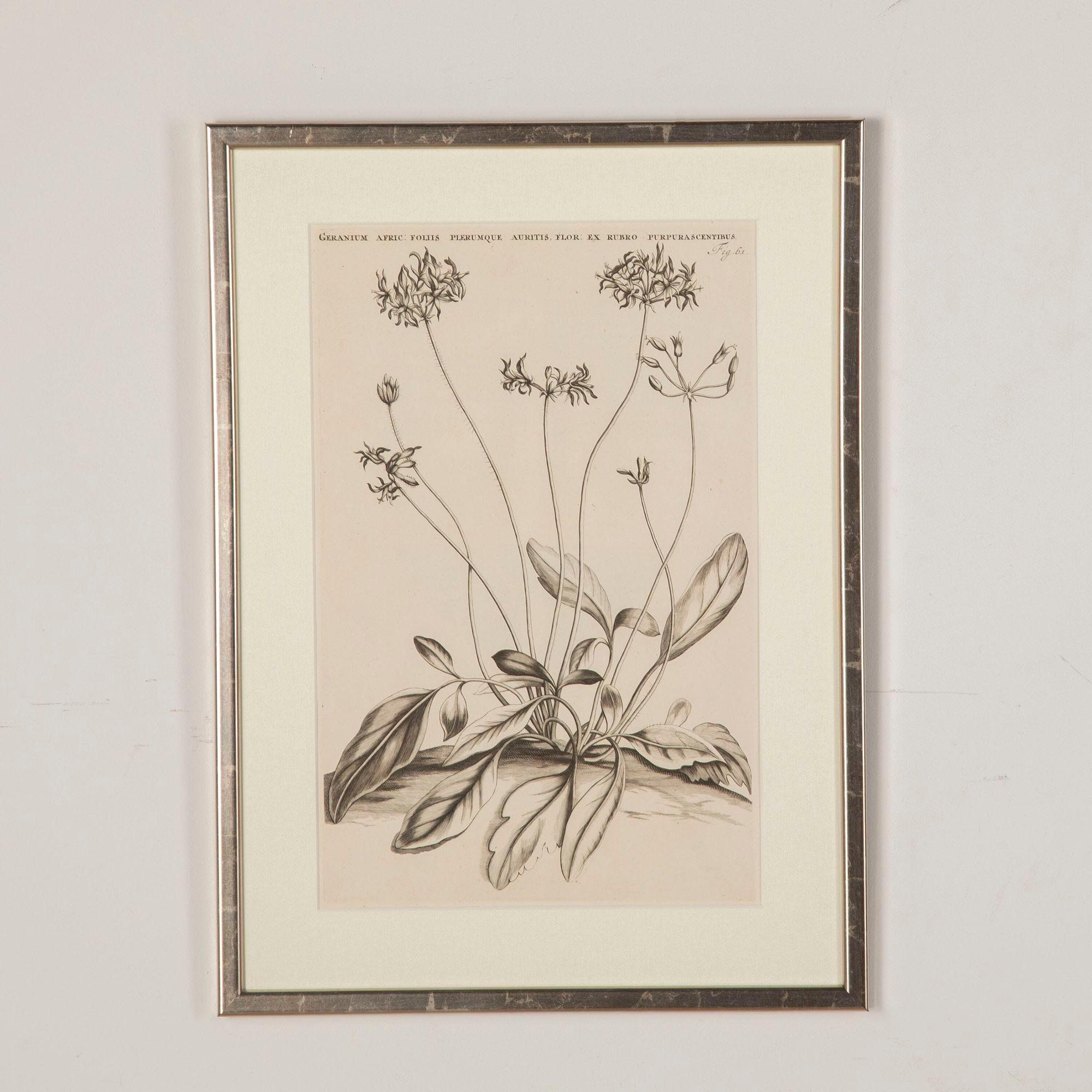 XVIIIe siècle et antérieur Ensemble de six gravures botaniques du 17e siècle par Jan et Caspar Commelin en vente