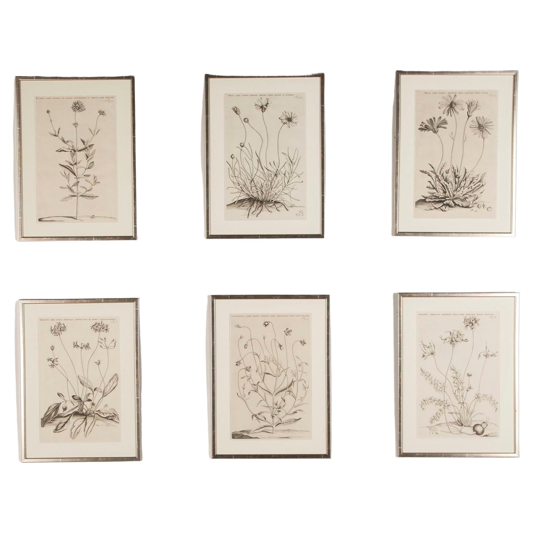 Set of Six 17th Century Botanical Engravings by Jan and Caspar Commelin For Sale