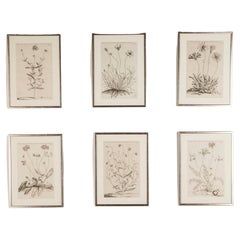 Antique Set of Six 17th Century Botanical Engravings by Jan and Caspar Commelin