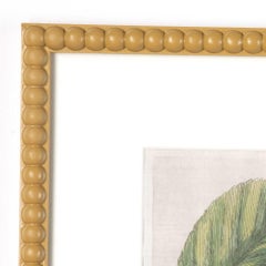 Set of Six 17th Century Lemon Engravings by Giovanni Ferrari