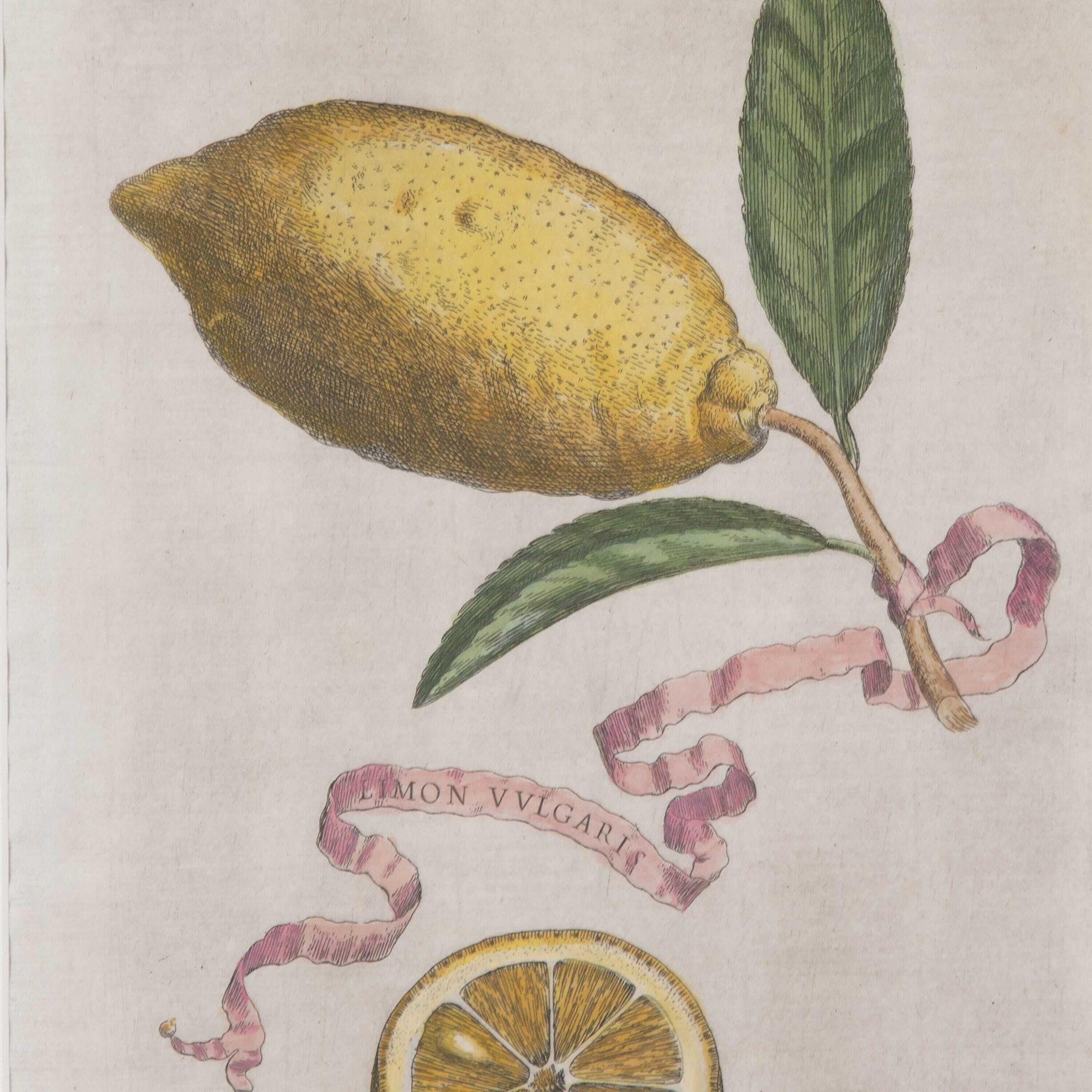 Set of Six 17th Century Lemon Engravings by Giovanni Ferrari In Good Condition In Gloucestershire, GB
