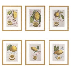 Set of Six 17th Century Lemon Engravings by Giovanni Ferrari