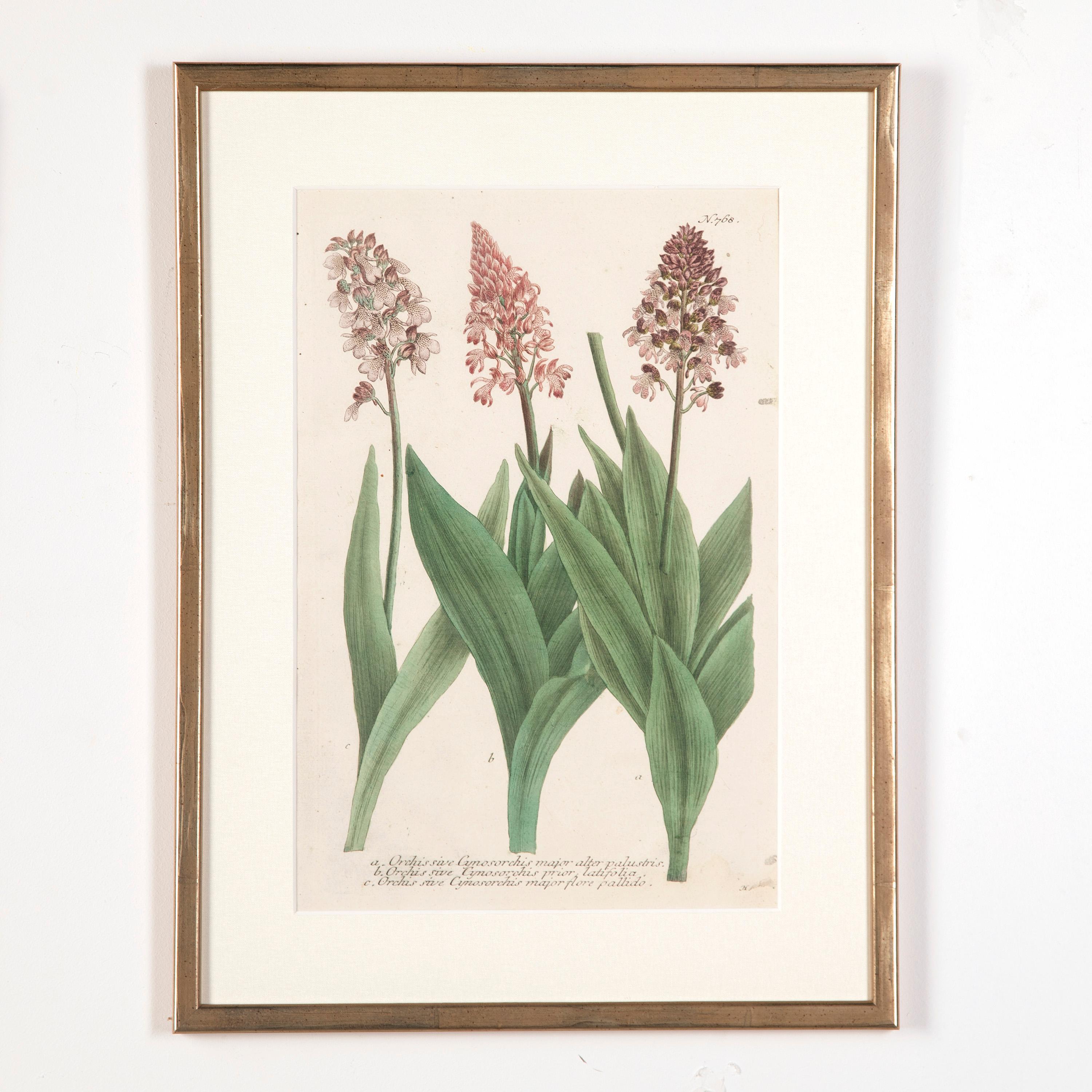 Set of six original 18th century hand coloured botanical prints by Johann Weinmann.

Weinmann's work is beautifully recorded and includes wonderful displays of 18th Century flowers, fruits, and vegetables. The methods behind the work were