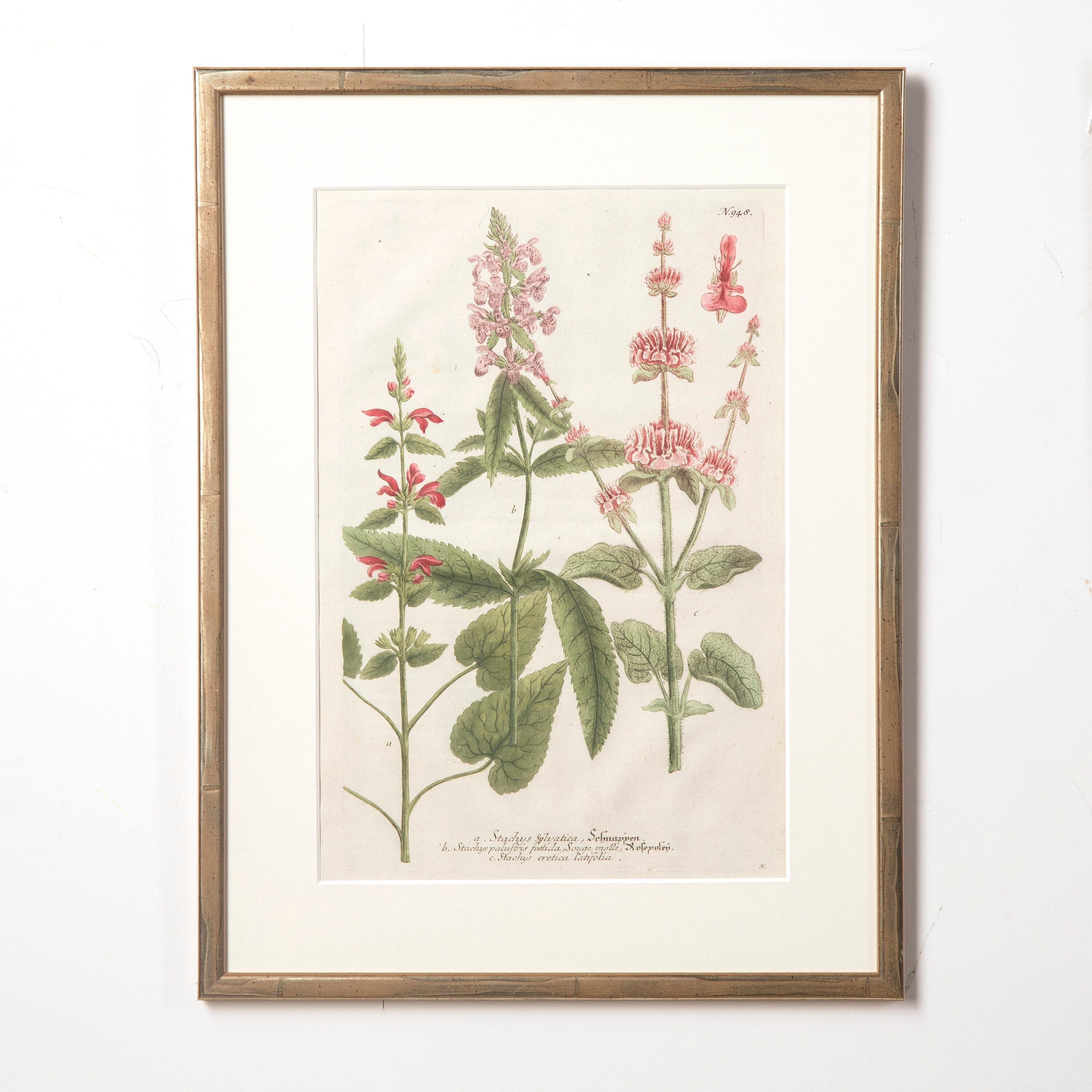 18th century botanical illustrations