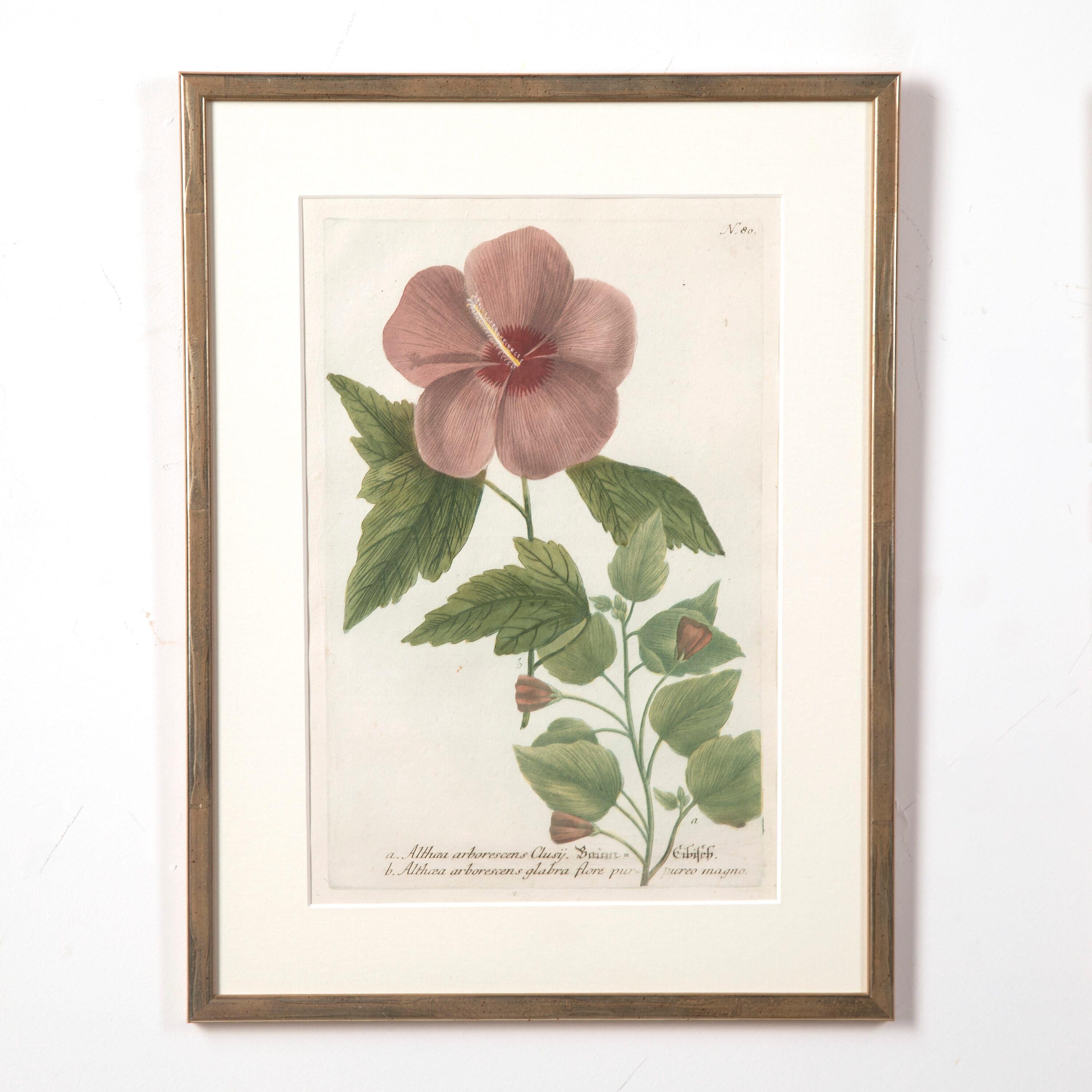 Country Set of Six 18th Century Botanical Prints by Weinmann