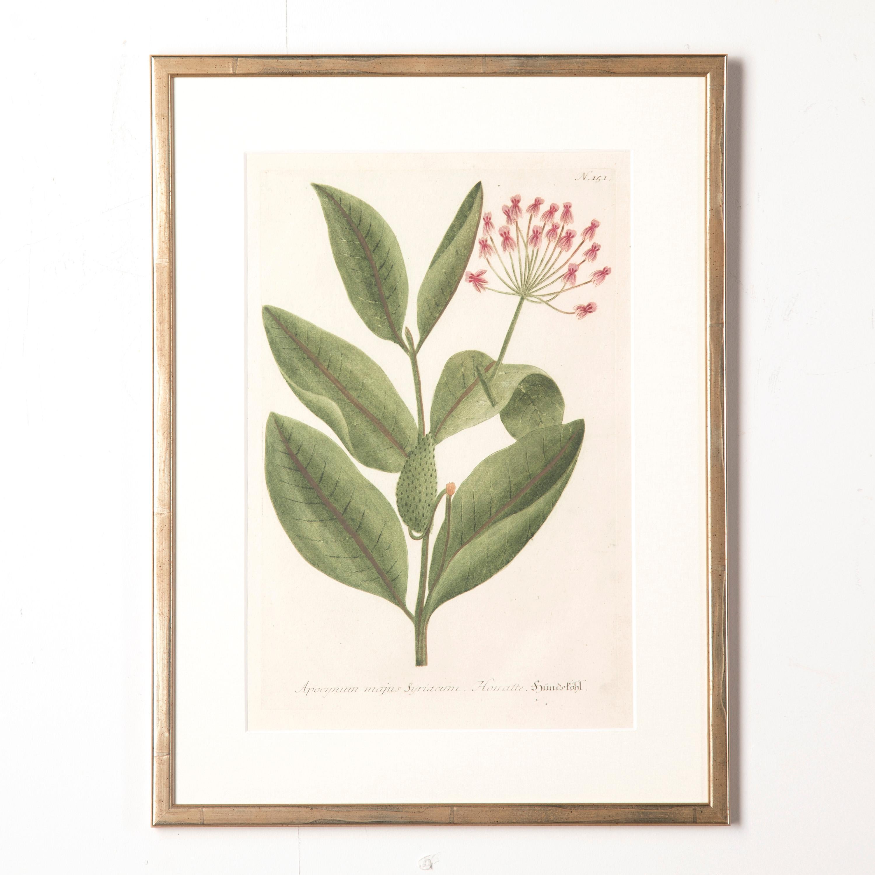 Painted Set of Six 18th Century Botanical Prints by Weinmann
