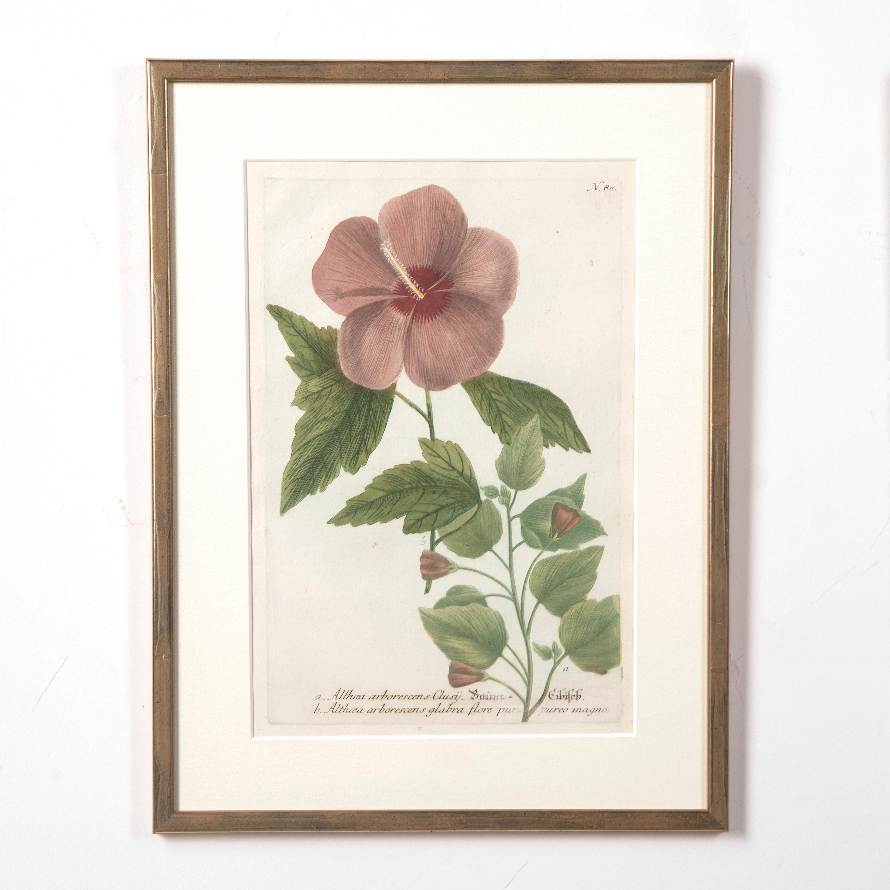 Set of Six 18th Century Botanical Prints by Weinmann In Good Condition In Gloucestershire, GB