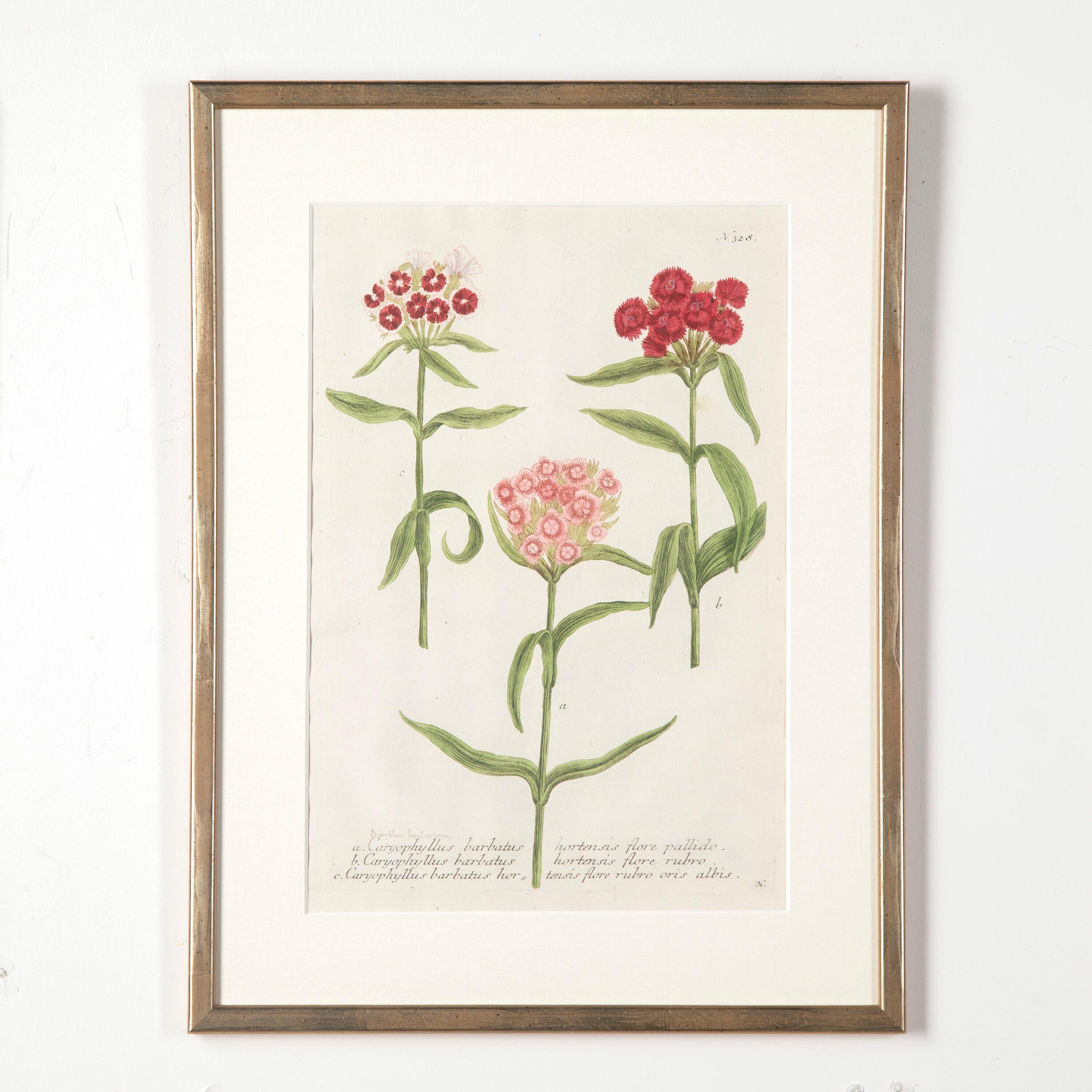 Set of Six 18th Century Botanical Prints by Weinmann In Good Condition In Gloucestershire, GB