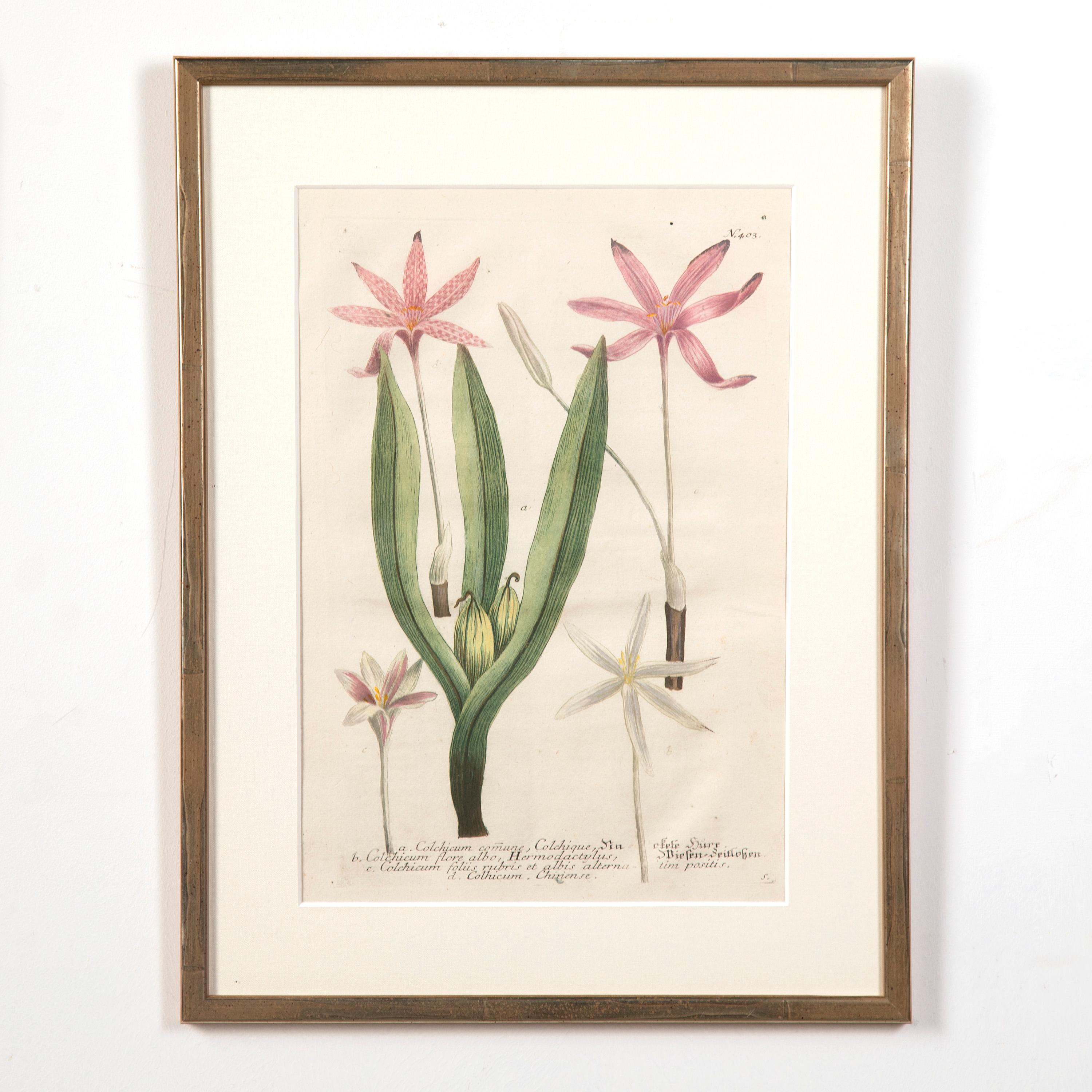 18th Century and Earlier Set of Six 18th Century Botanical Prints by Weinmann