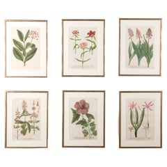 Set of Six 18th Century Botanical Prints by Weinmann