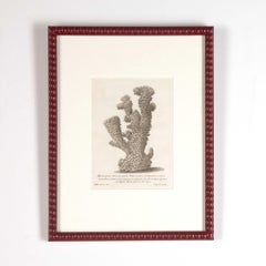 Set of Six 18th Century Coral Engravings by Nicolai Gualtieri
