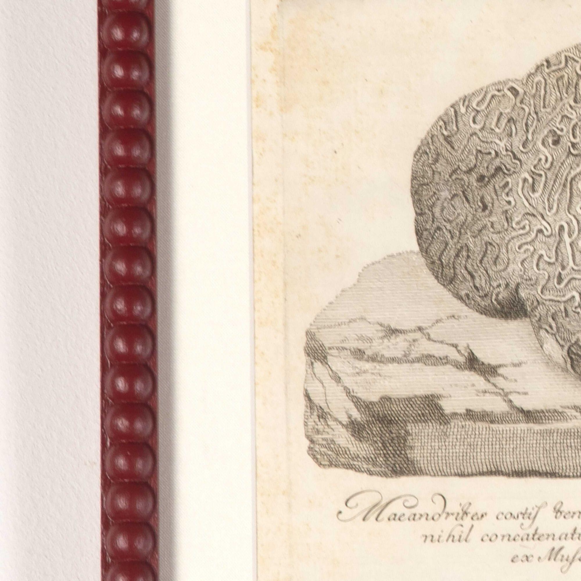 Italian Set of Six 18th Century Coral Engravings by Nicolai Gualtieri