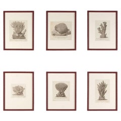 Antique Set of Six 18th Century Coral Engravings by Nicolai Gualtieri