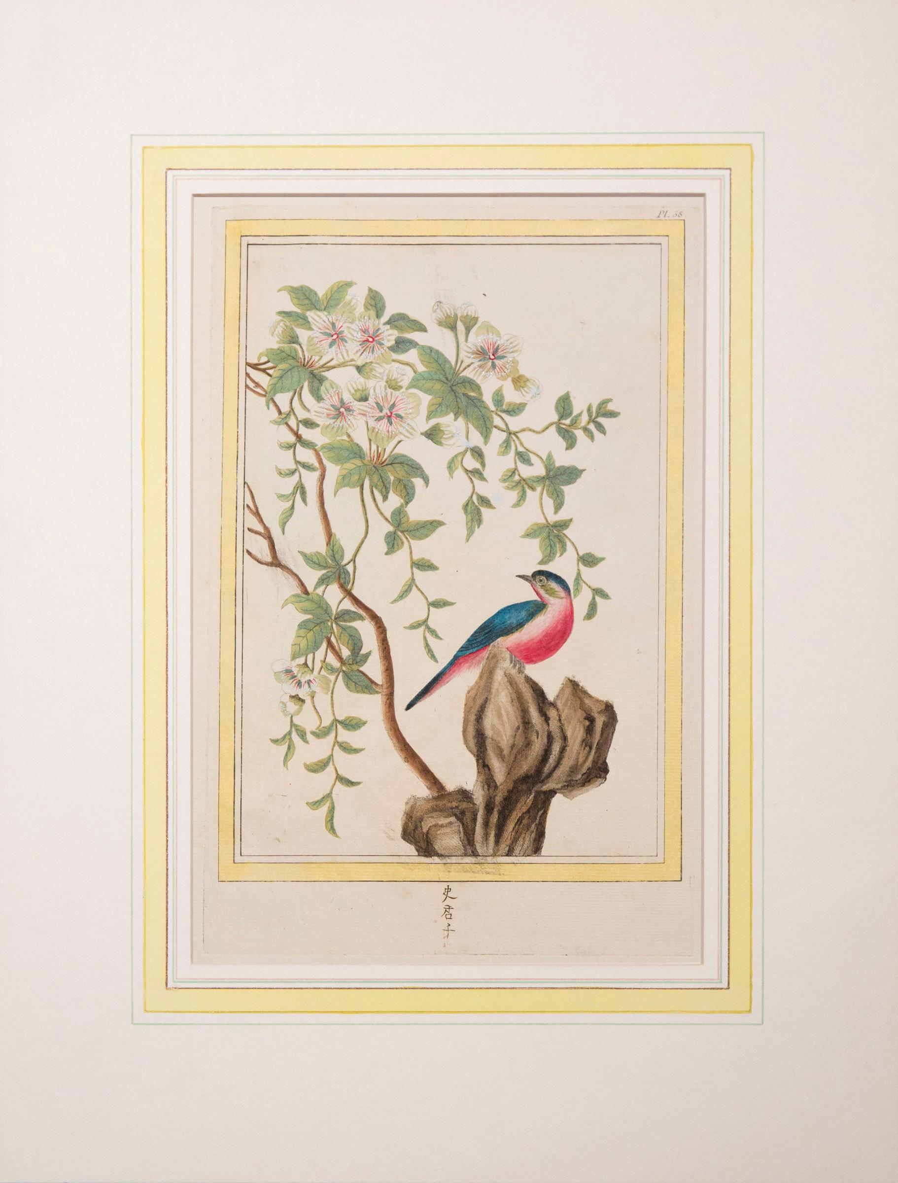 Français Ensemble de six estampes botaniques colorées à la main du 18ème siècle, P.J. Buchoz, 1776 en vente