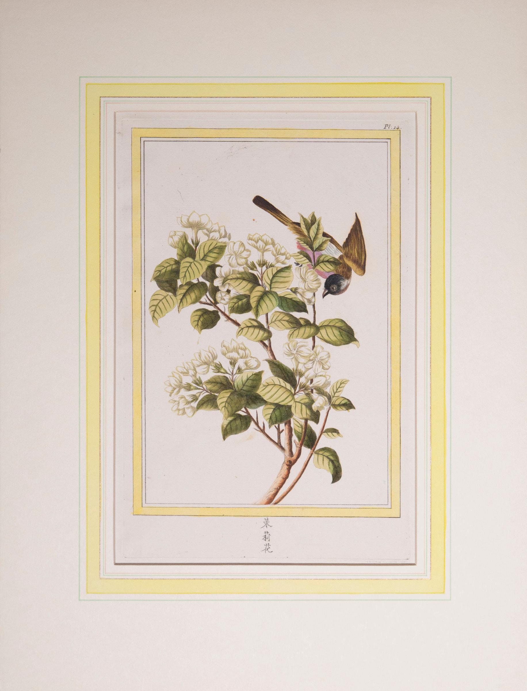 Papier Ensemble de six estampes botaniques colorées à la main du 18ème siècle, P.J. Buchoz, 1776 en vente