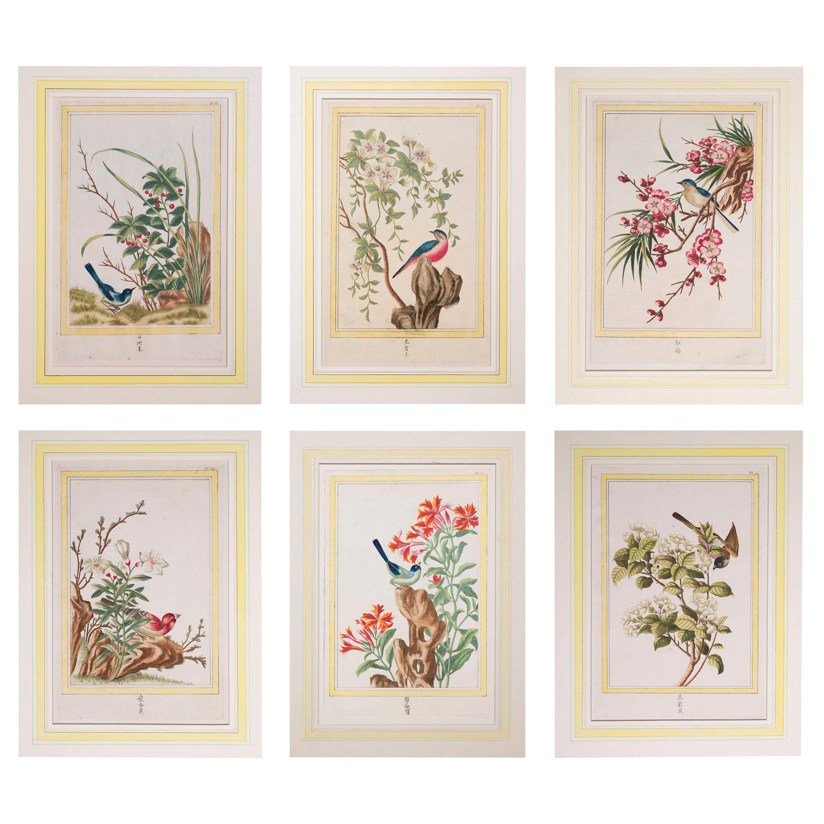 Set of Six 18th Century Hand-Colored Botanical Prints, P.J. Buchoz, 1776