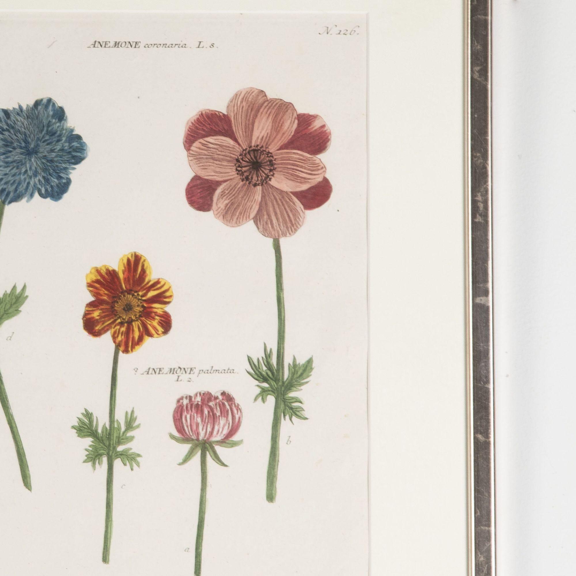 Set of six original 18th century hand coloured botanical prints of anemones by Johann Weinmann.
Presented in bespoke silvered frames with hessian mounts and Ar70 art glass for optimal clarity.
Weinmann's work is beautifully recorded and includes