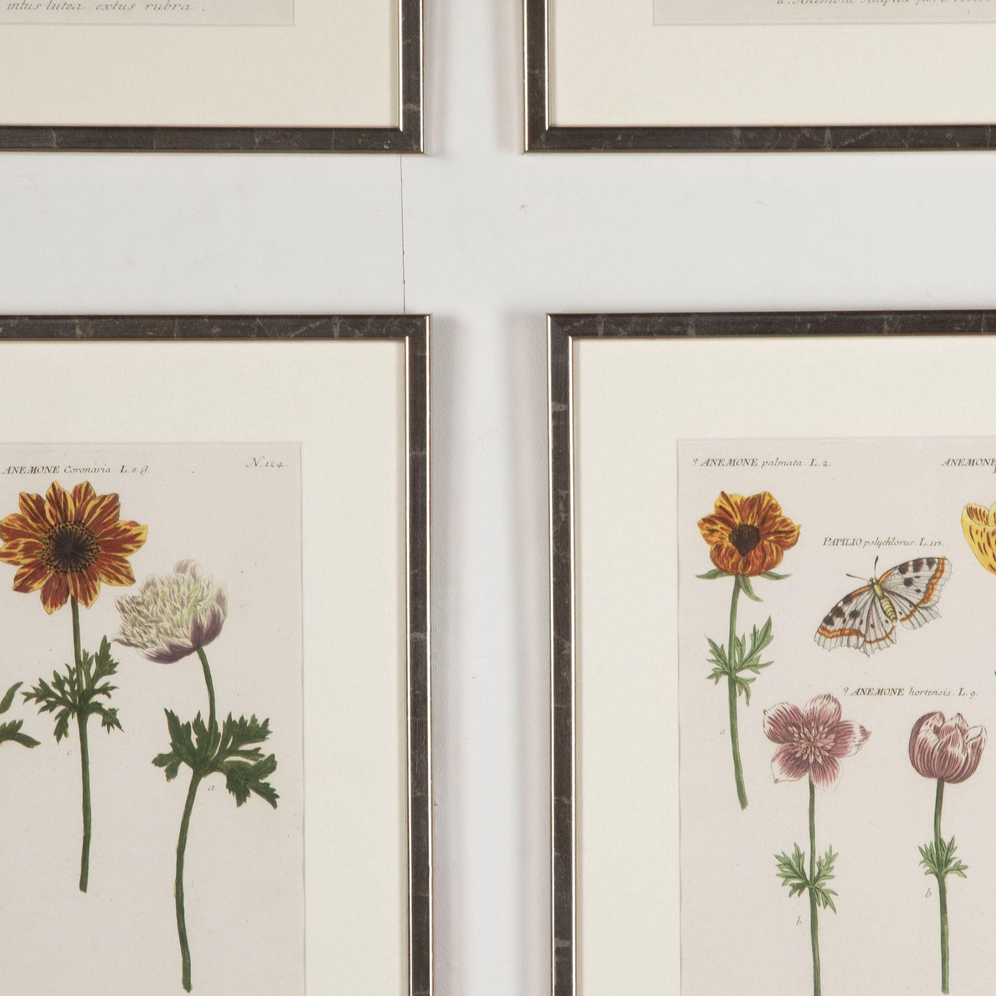 Set of Six 18th Century Johann Weinmann Anemone Prints In Good Condition In Gloucestershire, GB