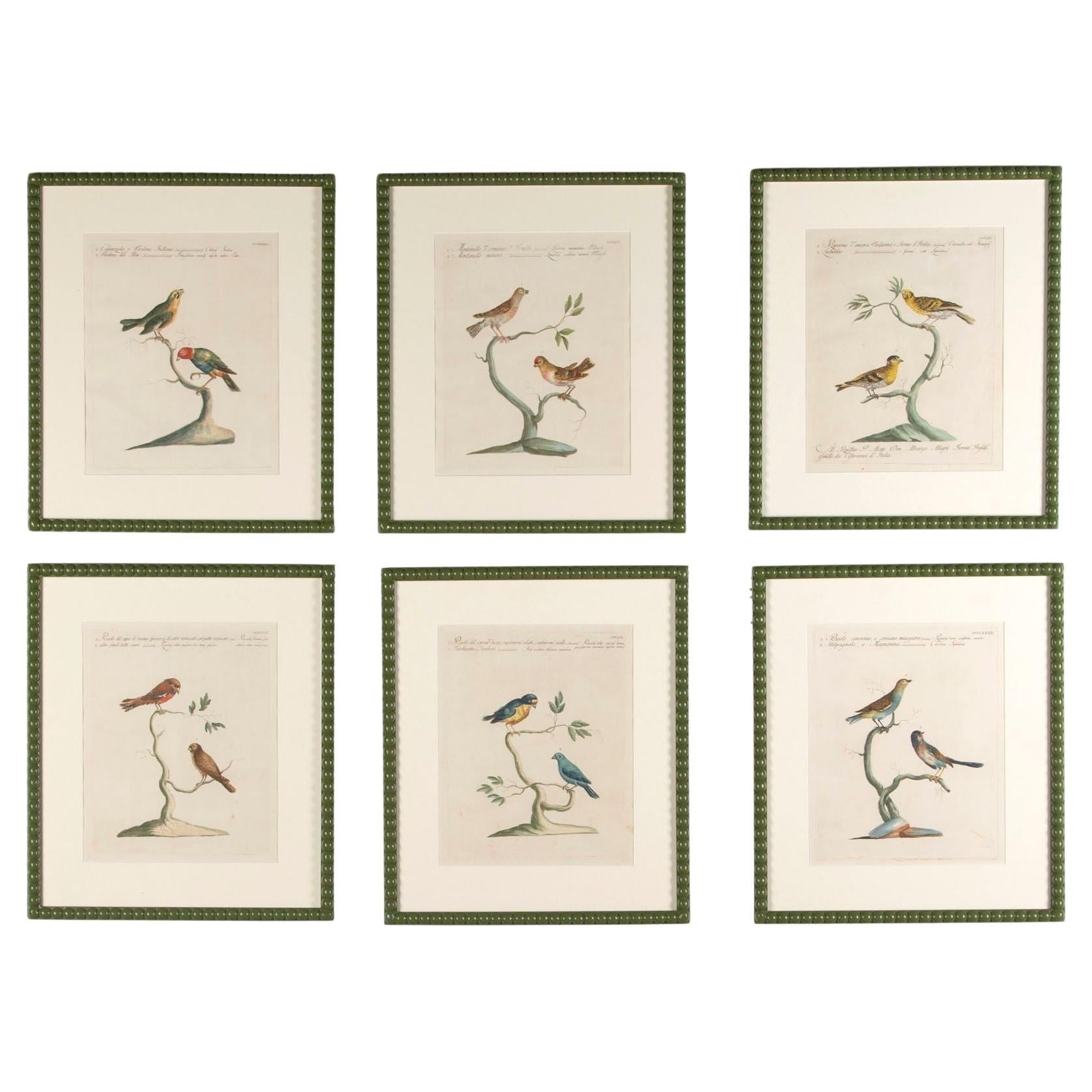 Set of Six 18th Century Mannetti Bird Engravings
