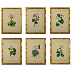 Set of Six 19th Century Bessa Botanical Engravings