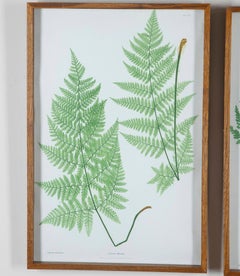 Set of Six 19th Century British Fern Prints