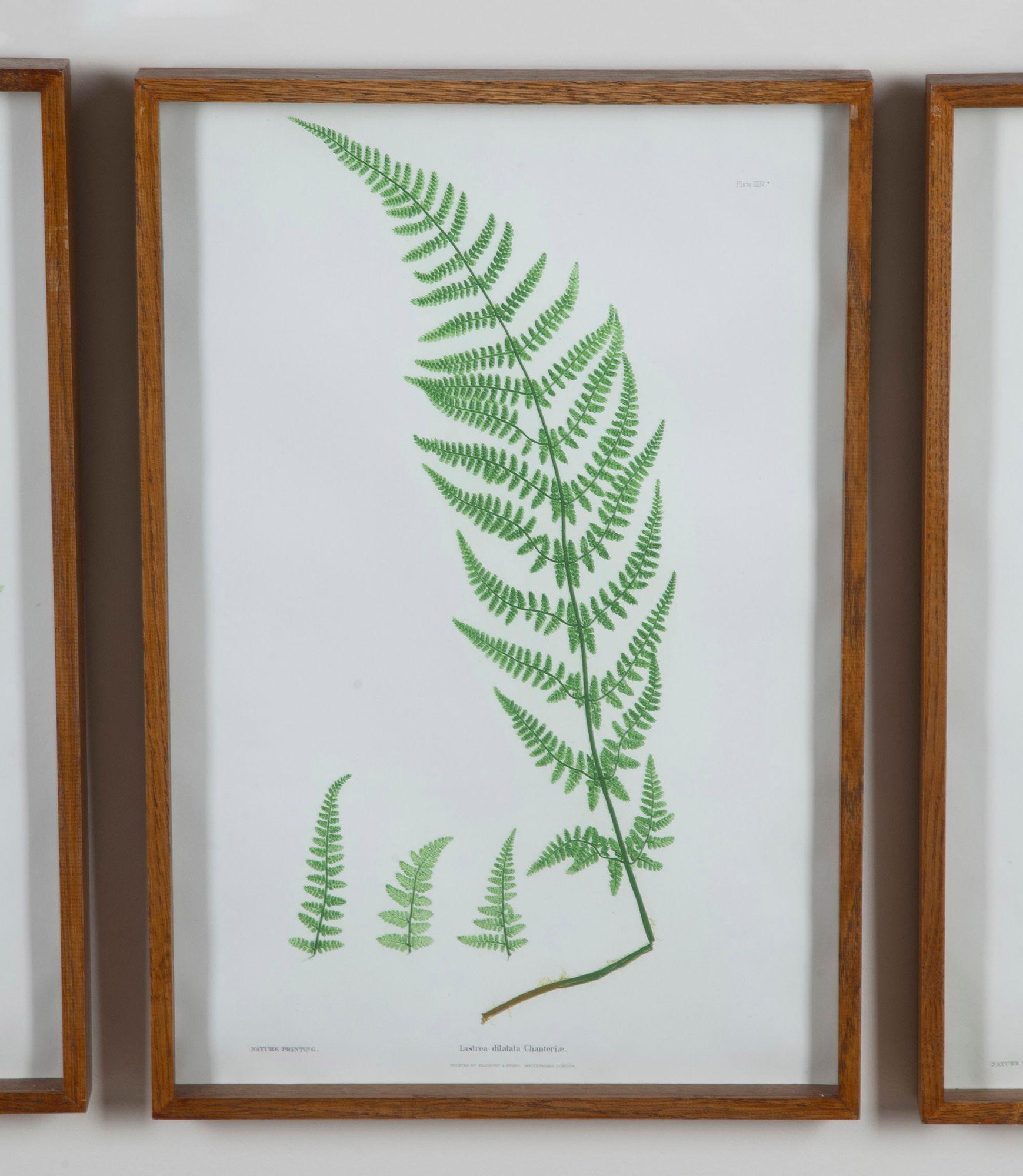 Set of Six 19th Century British Fern Prints (Britisch) im Angebot