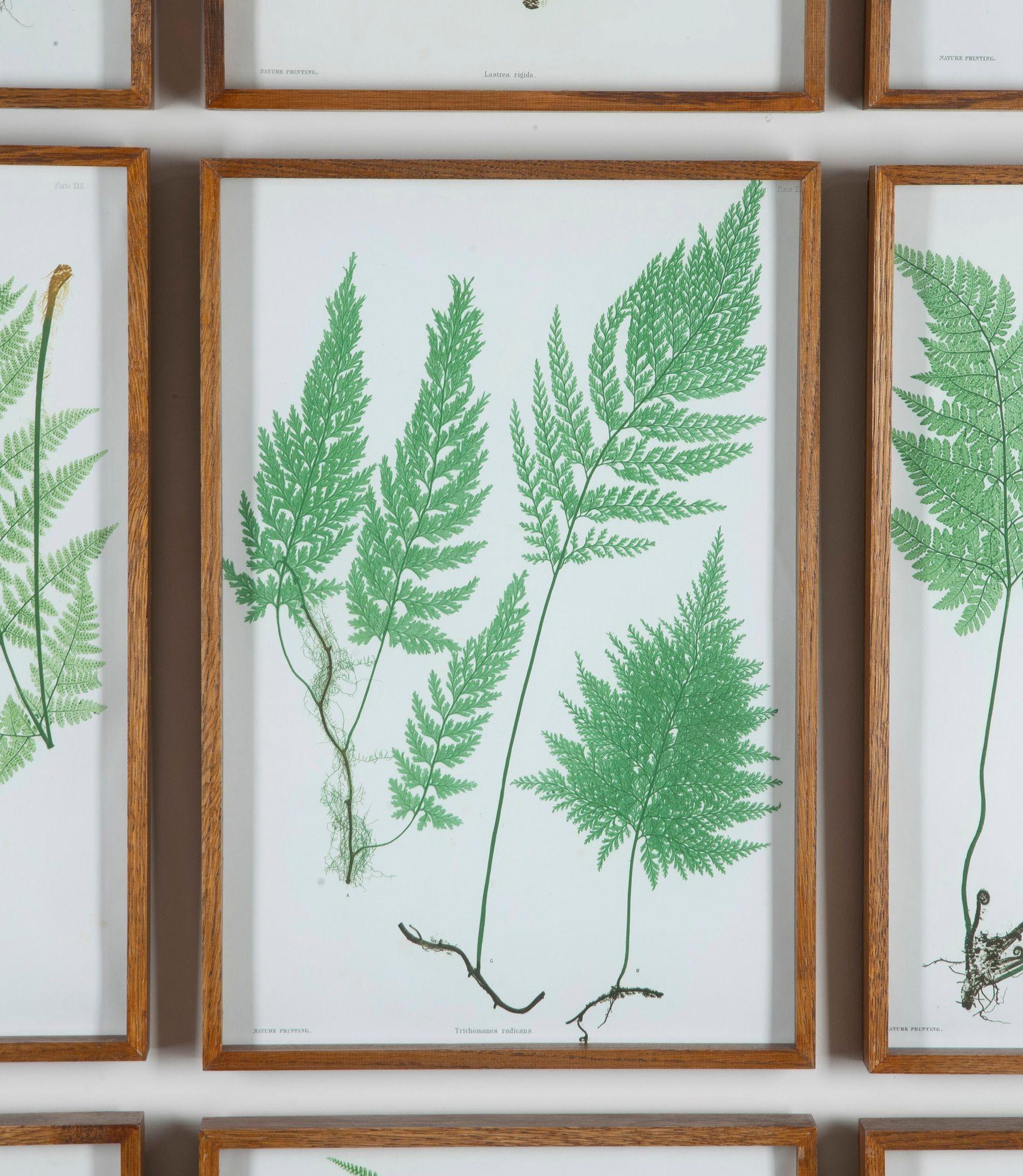Set of Six 19th Century British Fern Prints im Zustand „Gut“ im Angebot in Gloucestershire, GB