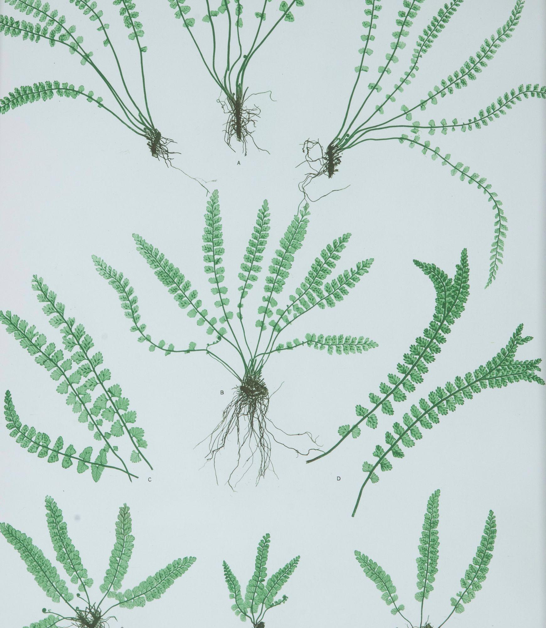 Set of Six 19th Century British Fern Prints (19. Jahrhundert) im Angebot