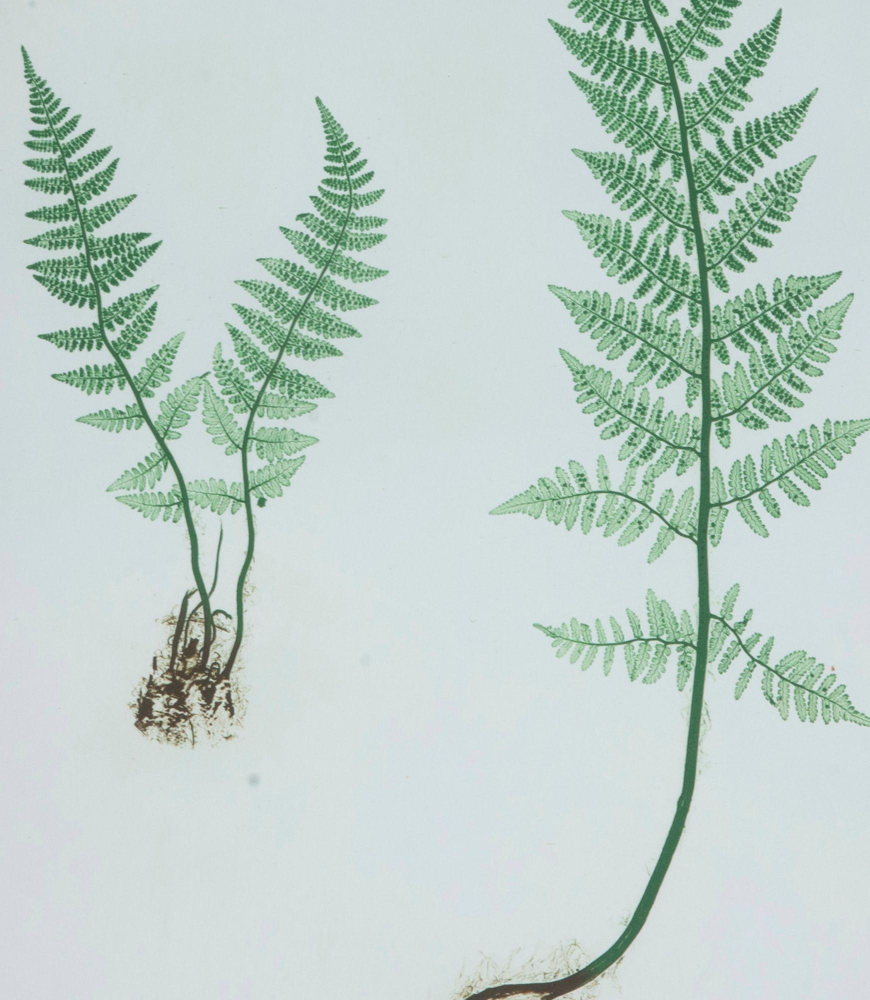 Set of Six 19th Century British Fern Prints (Papier) im Angebot