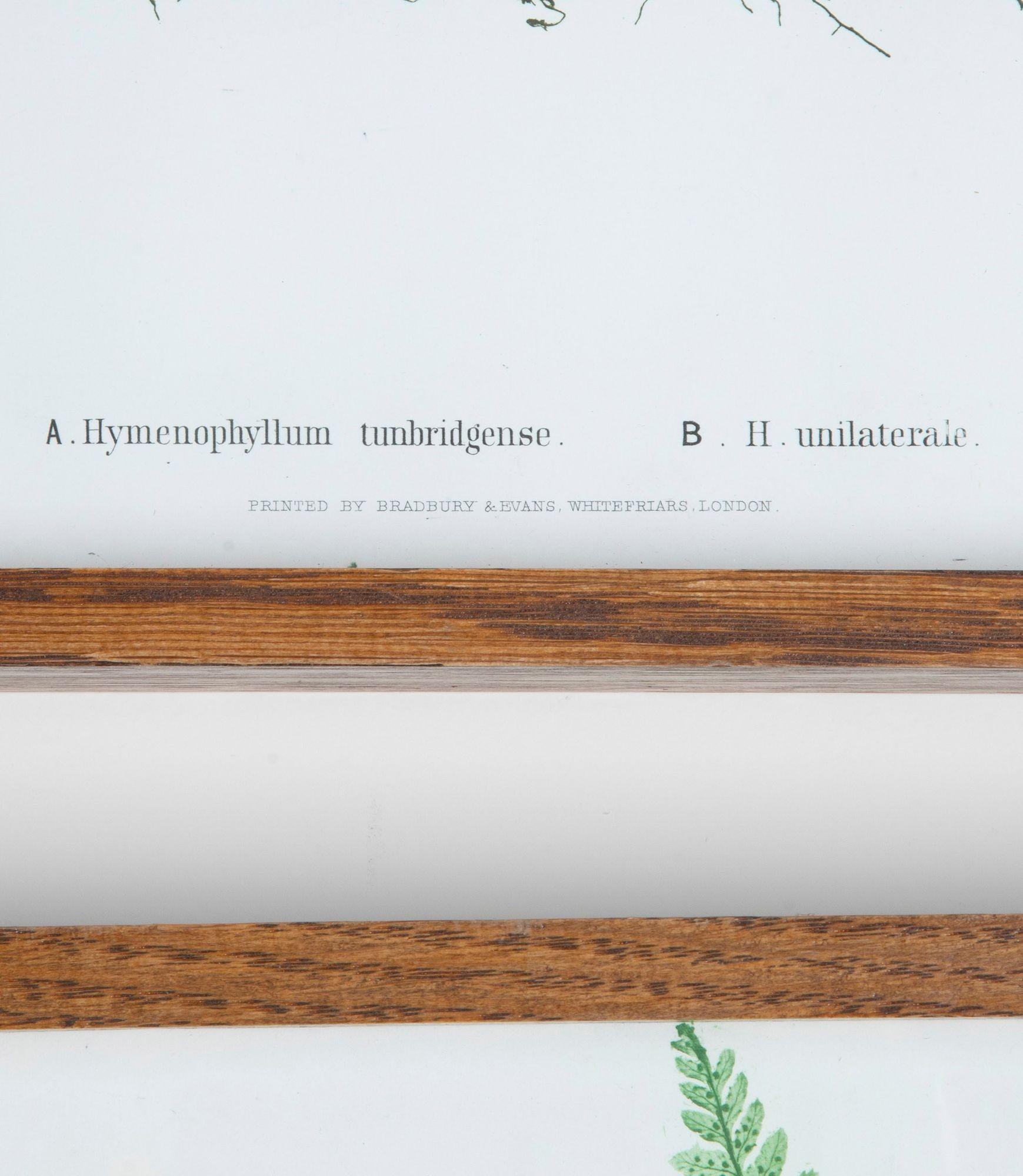 Set of Six 19th Century British Fern Prints im Angebot 1