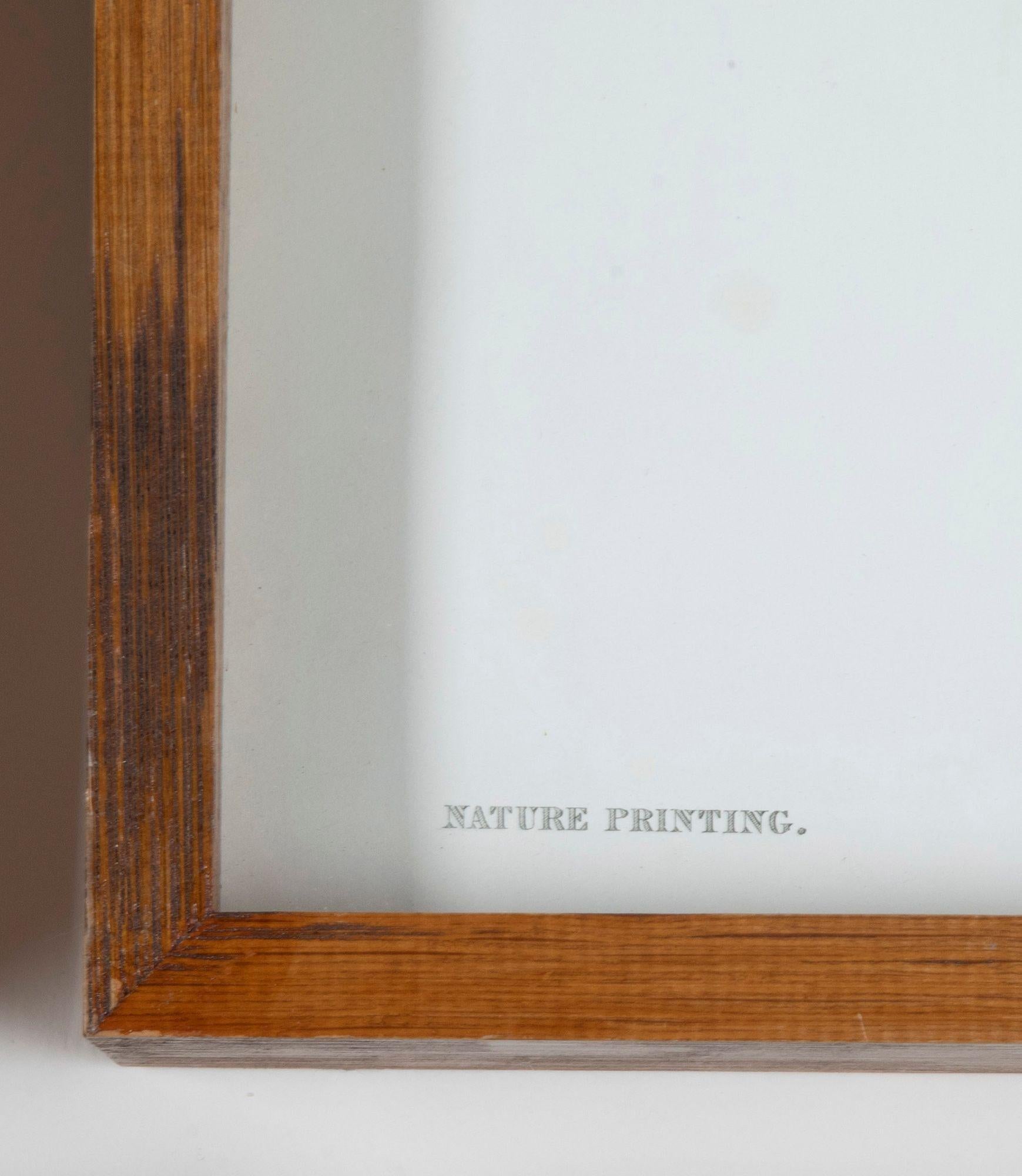 Set of Six 19th Century British Fern Prints im Angebot 2