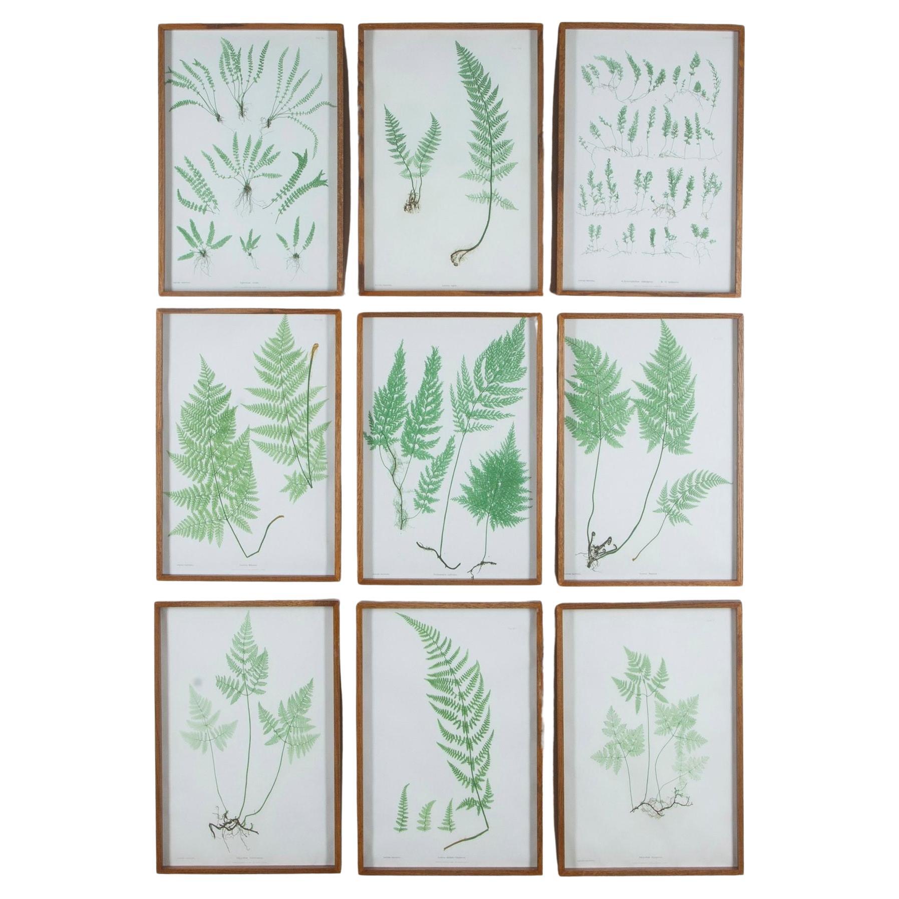 Set of Six 19th Century British Fern Prints