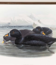 Set of Six 19th Century English Duck Lithographs by John Gould