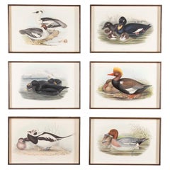 Set of Six 19th Century English Duck Lithographs by John Gould