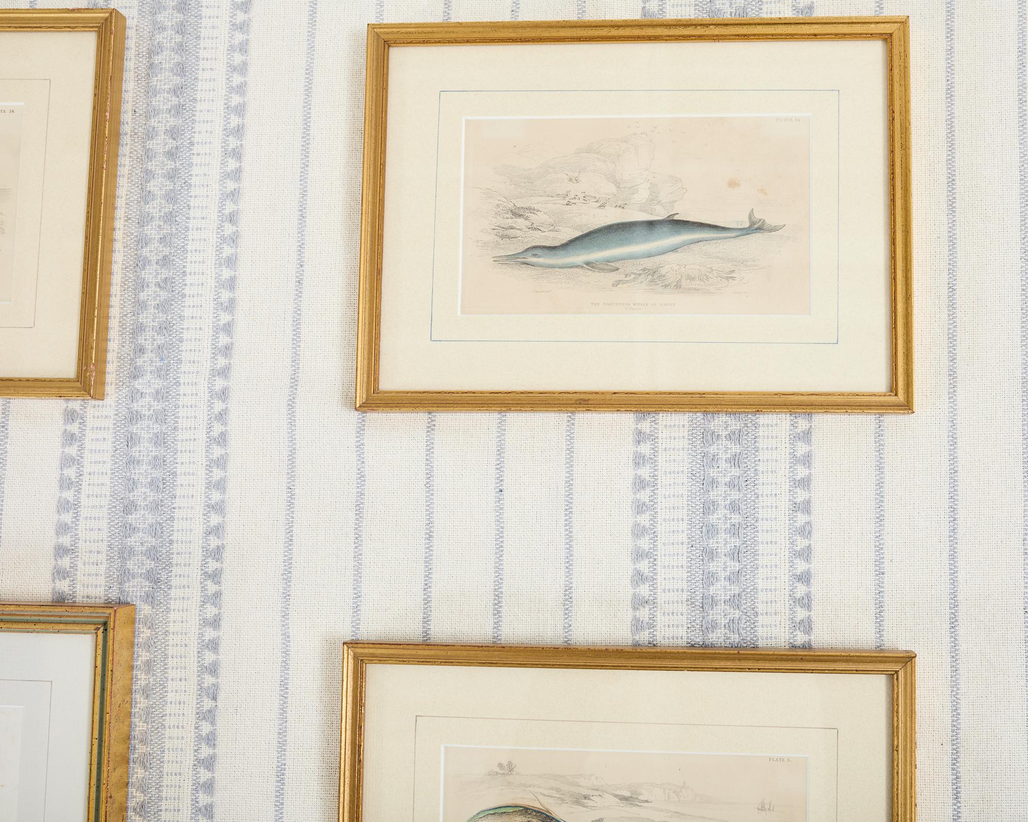 Ensemble de six estampes de biologie marine colorées à la main du 19e siècle en vente 2