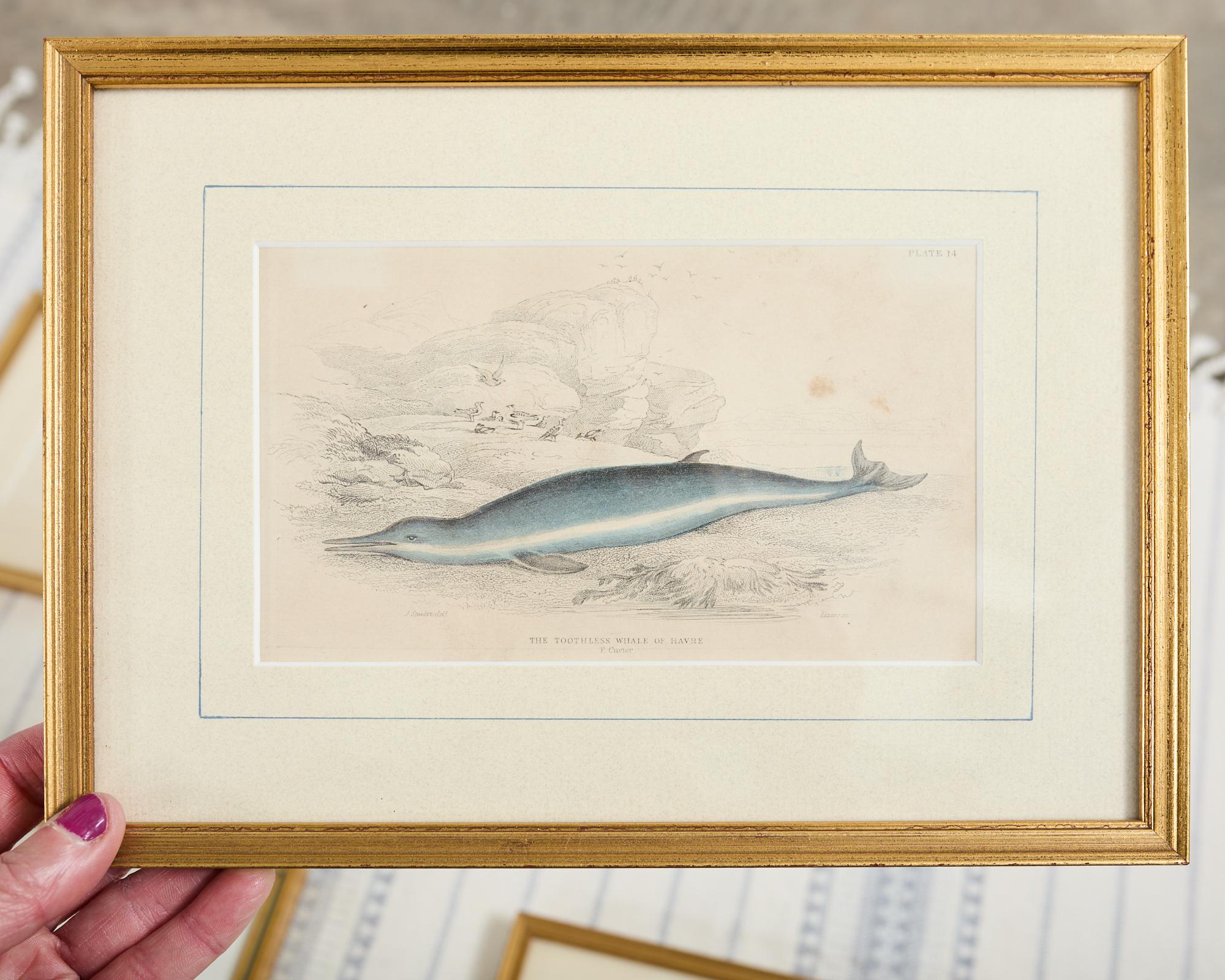 Ensemble de six estampes de biologie marine colorées à la main du 19e siècle en vente 4