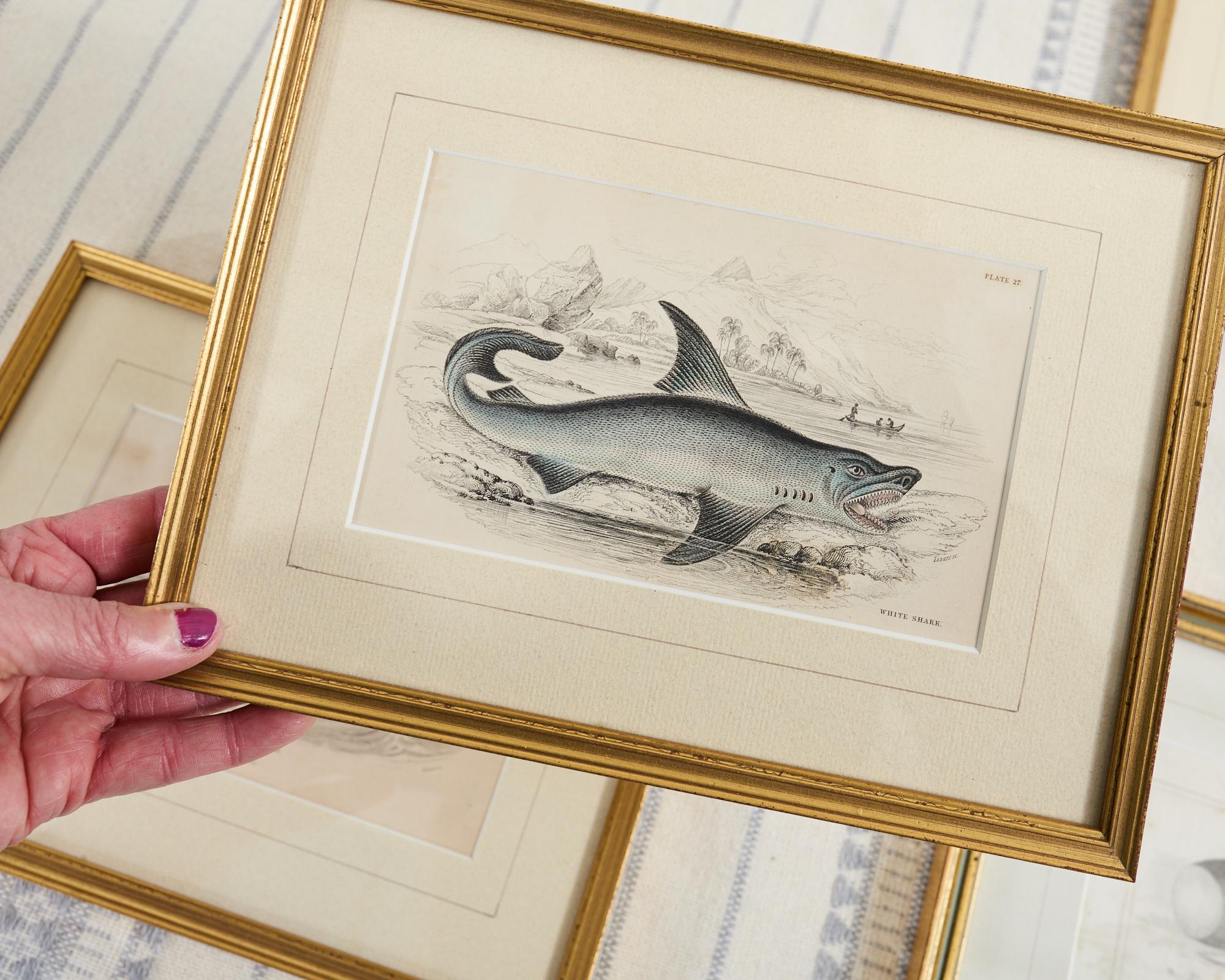 Ensemble de six estampes de biologie marine colorées à la main du 19e siècle en vente 7